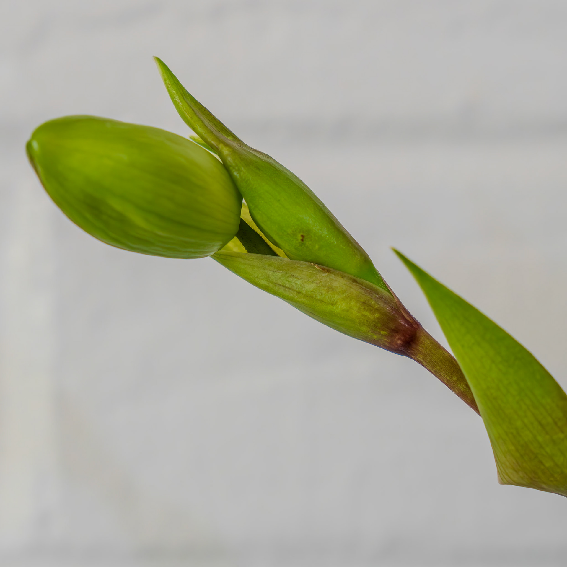 "Phrag. Peruflora's Spirit" from Birdman