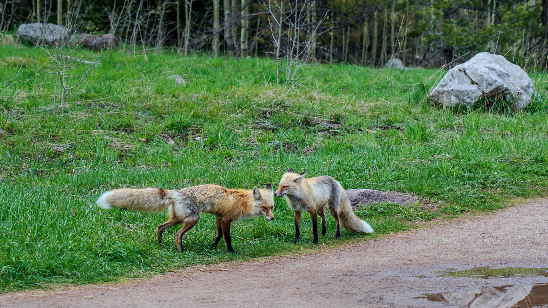 Playful fox pair