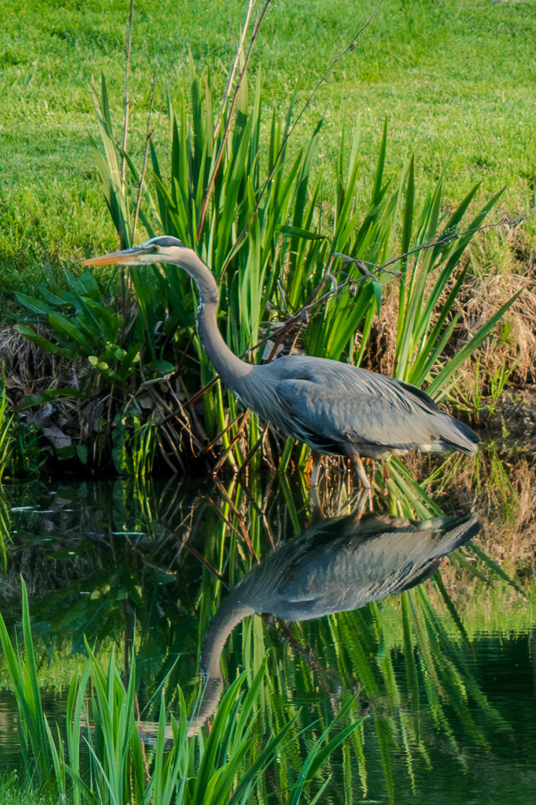 Great Blue Heron fishing for breakfast