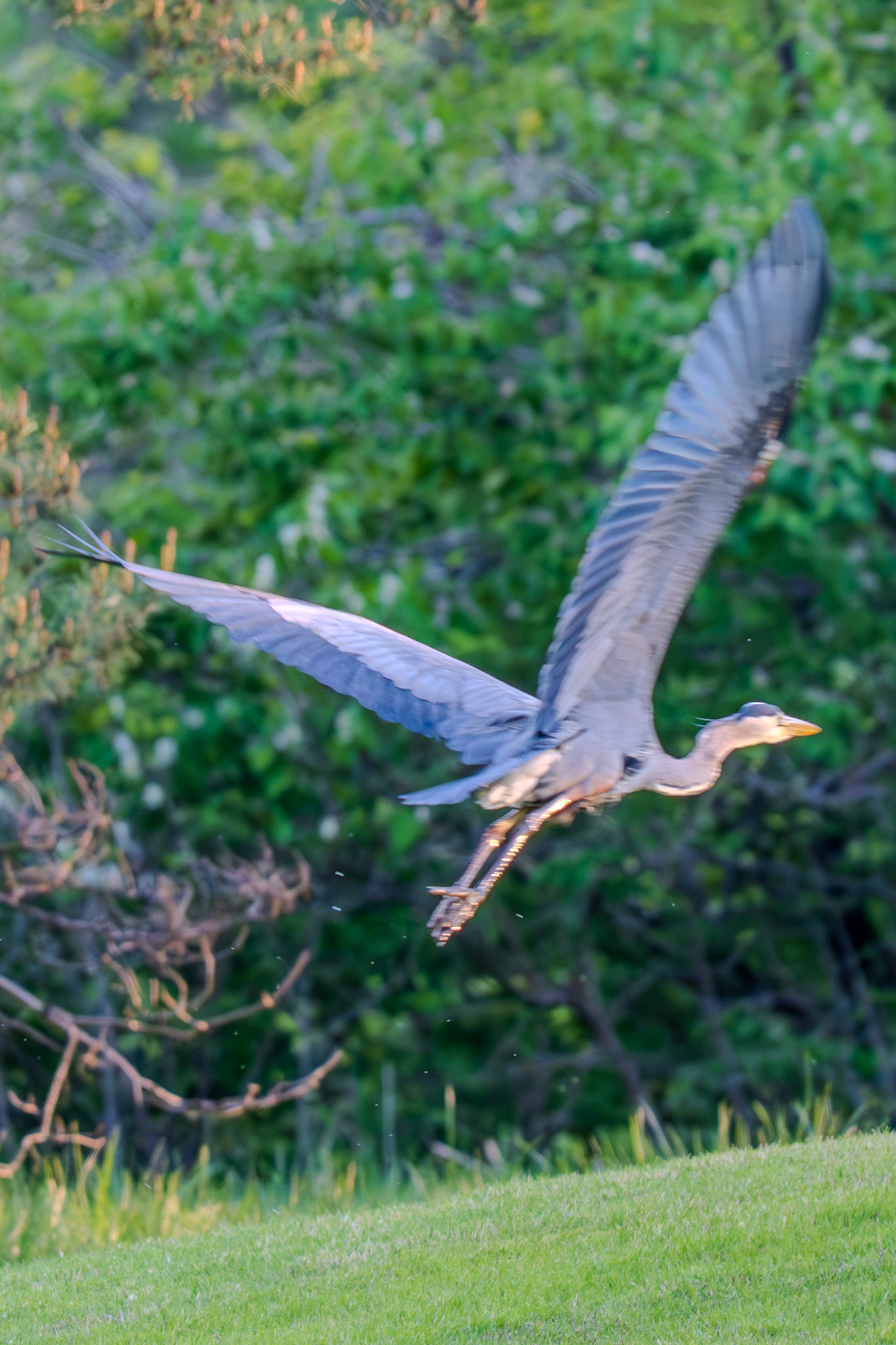 Great Blue Heron