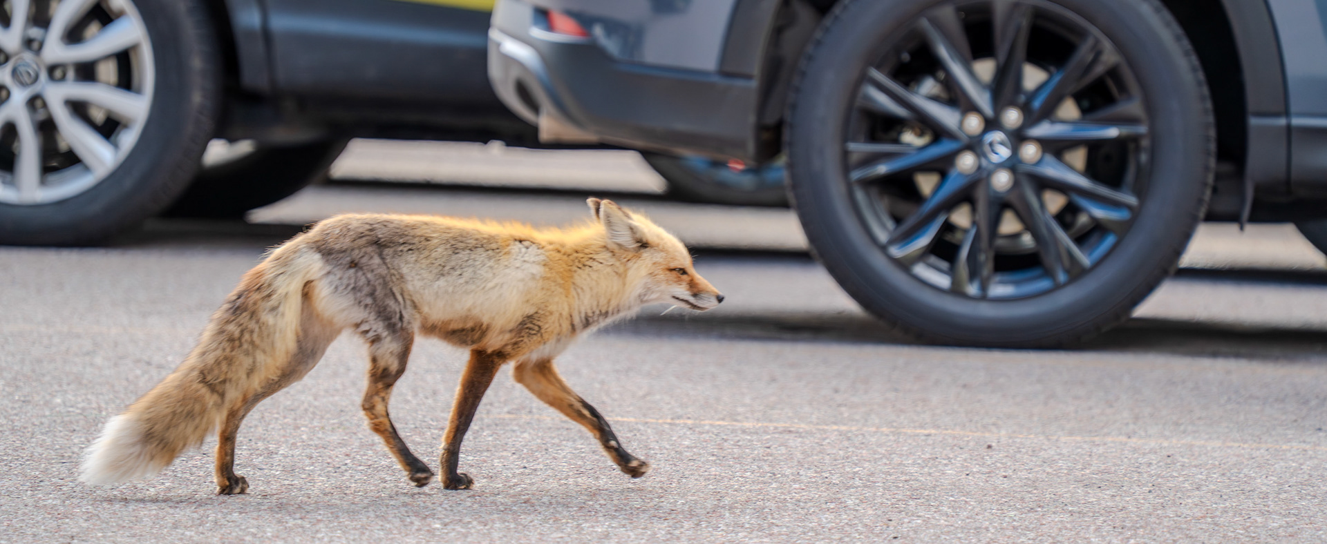 Fox on a walk