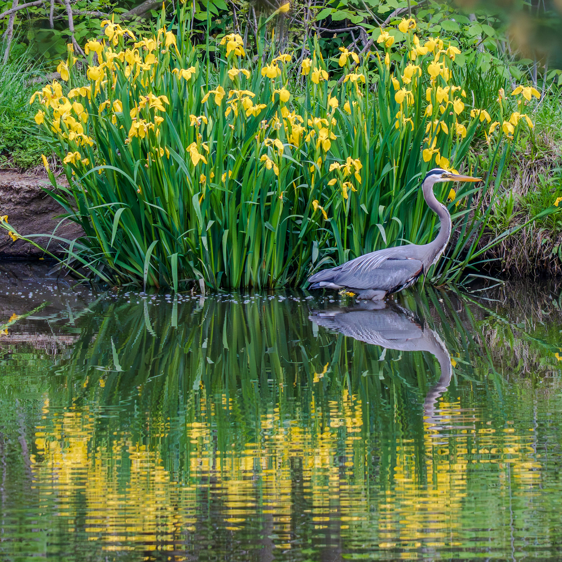 Great Blue Heron