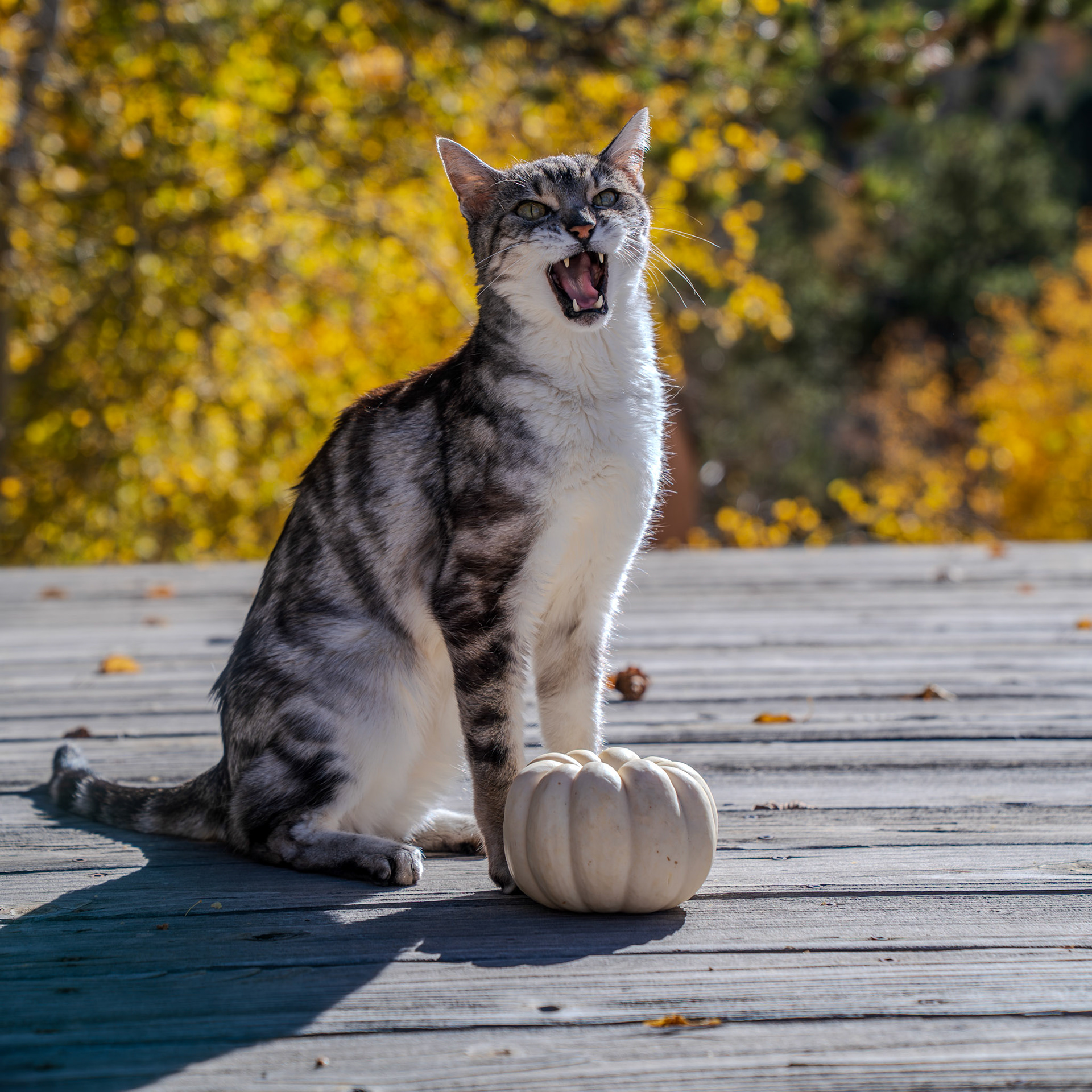 Tiny Mountain Lion