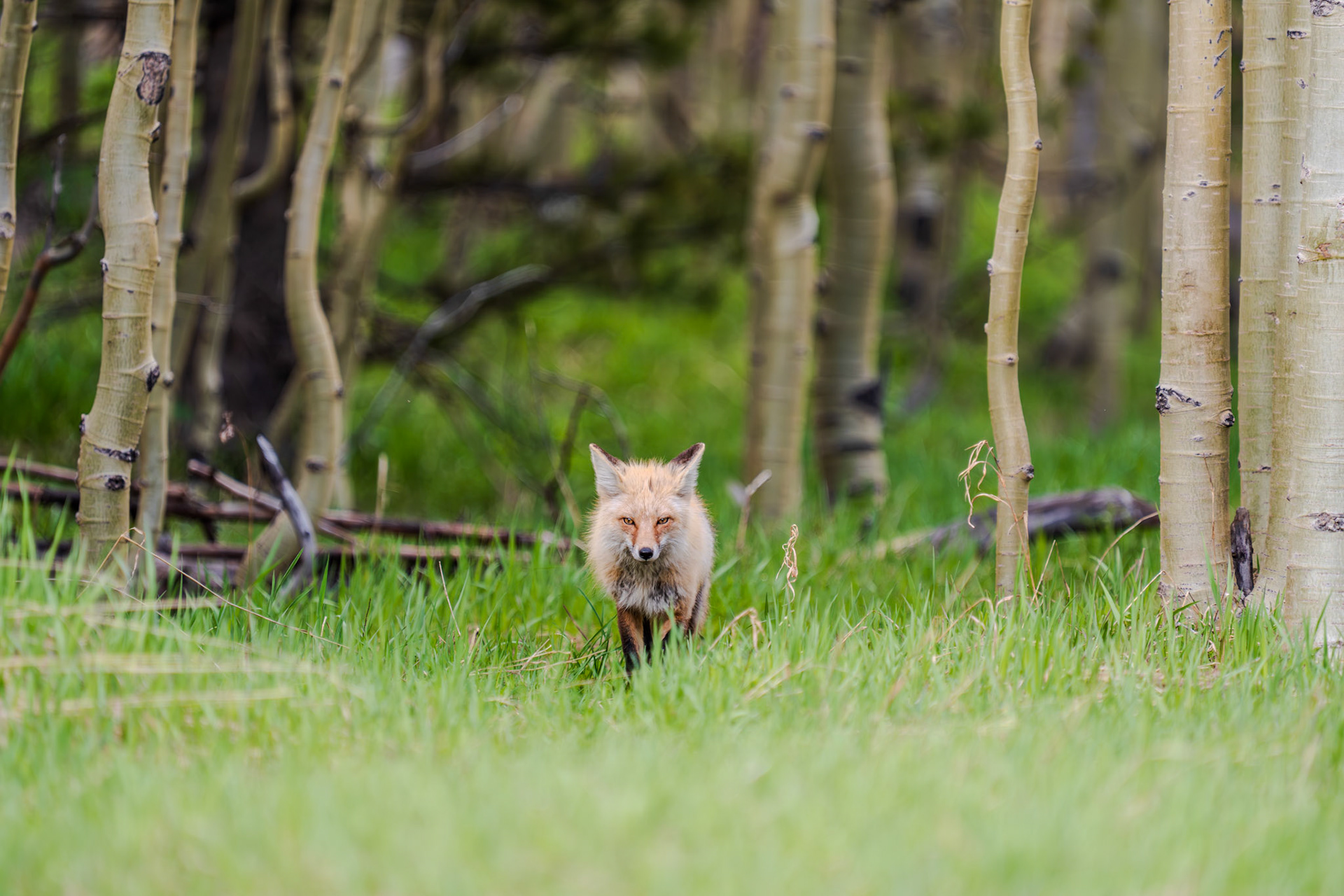 Fox of the aspen grove