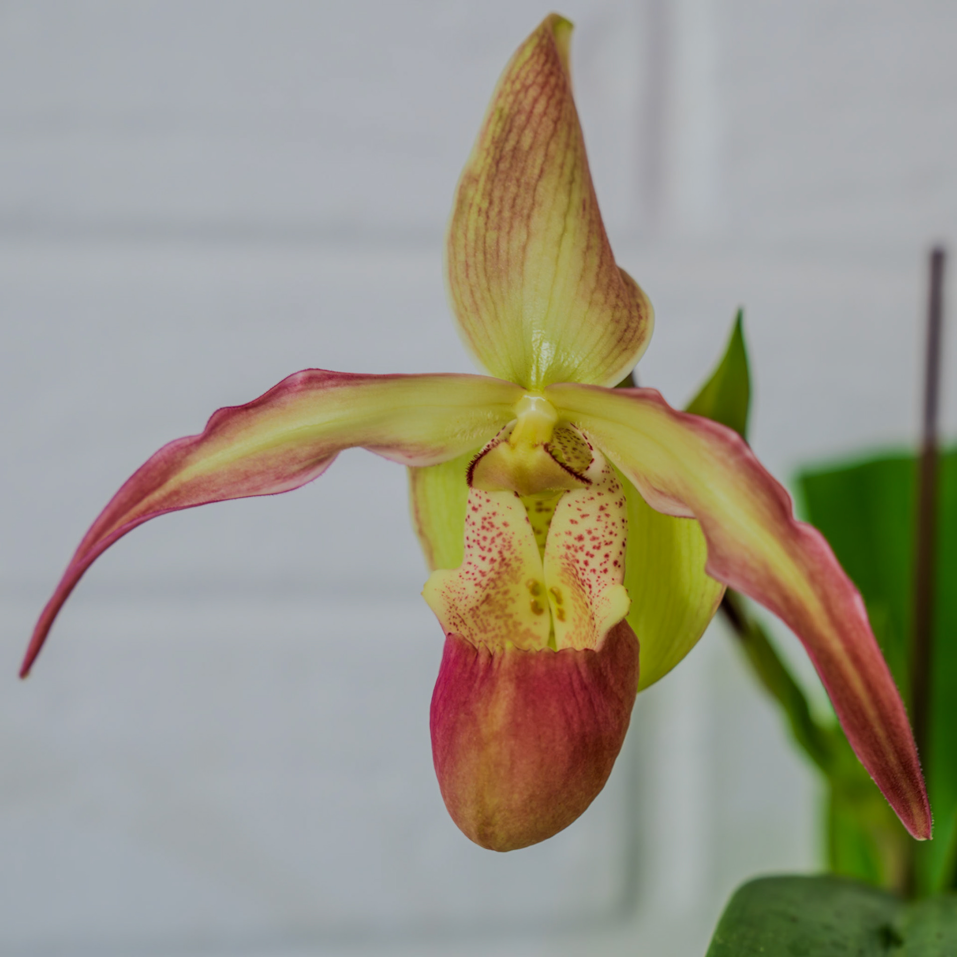 "Phrag. Peruflora's Spirit" from Birdman