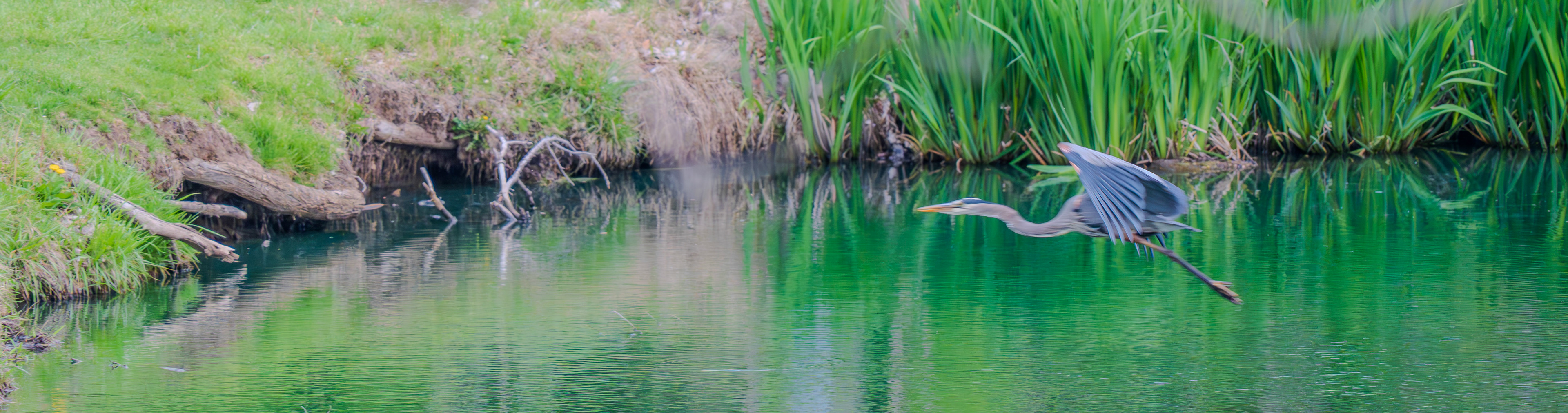 Great Blue Heron