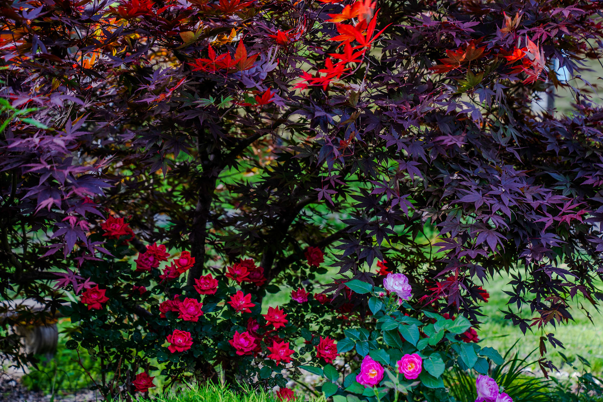 A bouquet of beauty