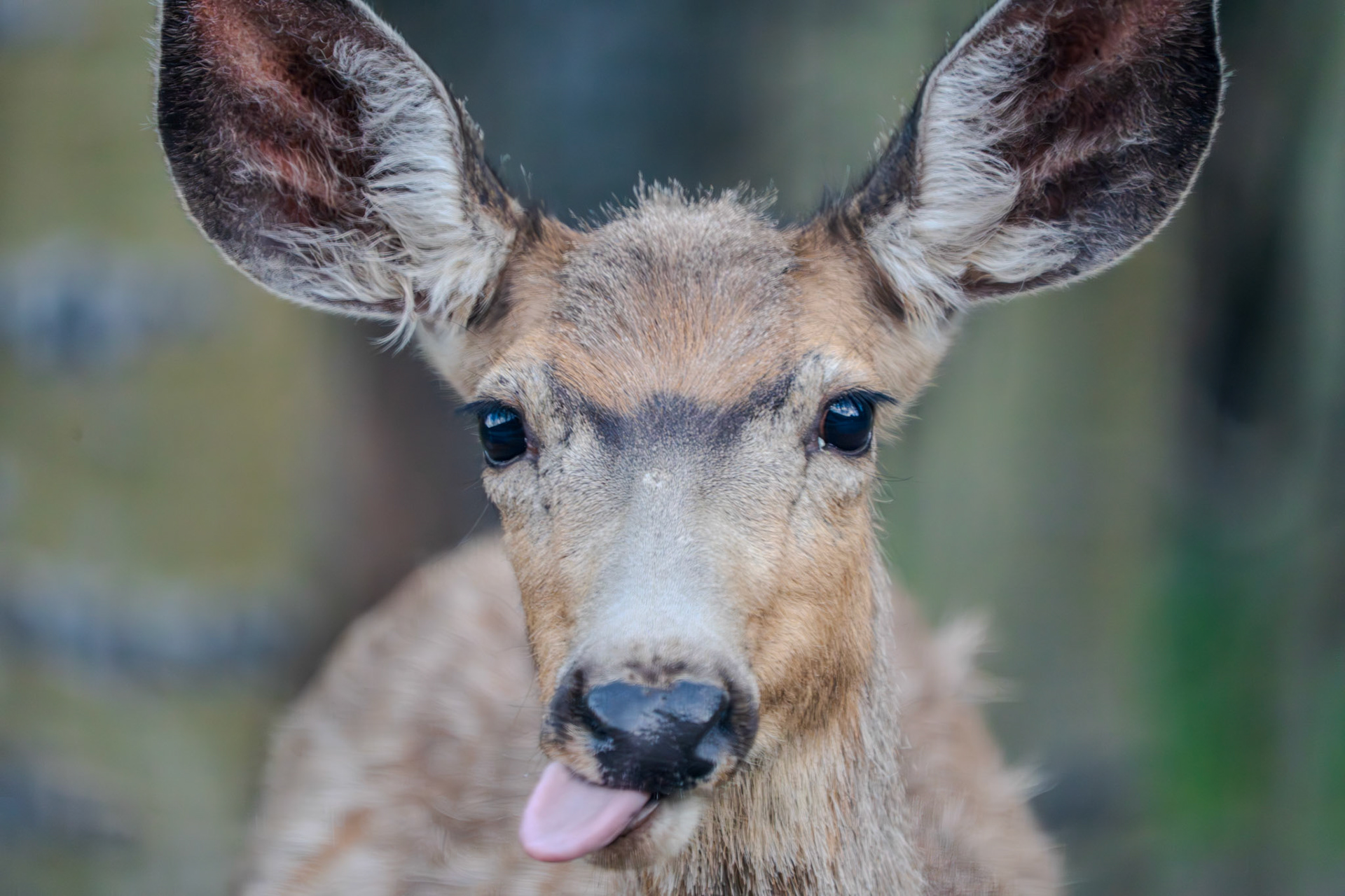 Silly mule deer