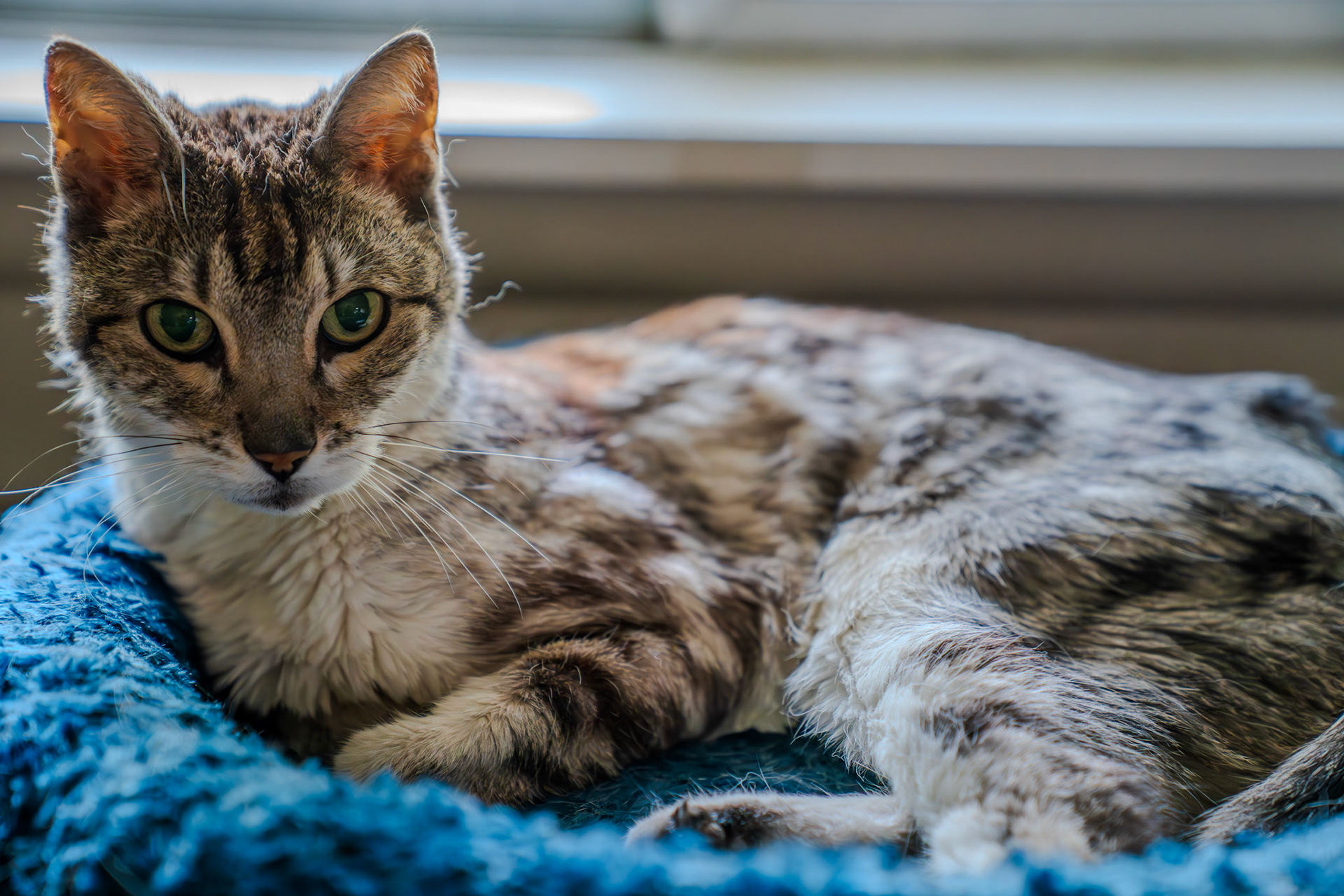 A very sleepy Albert