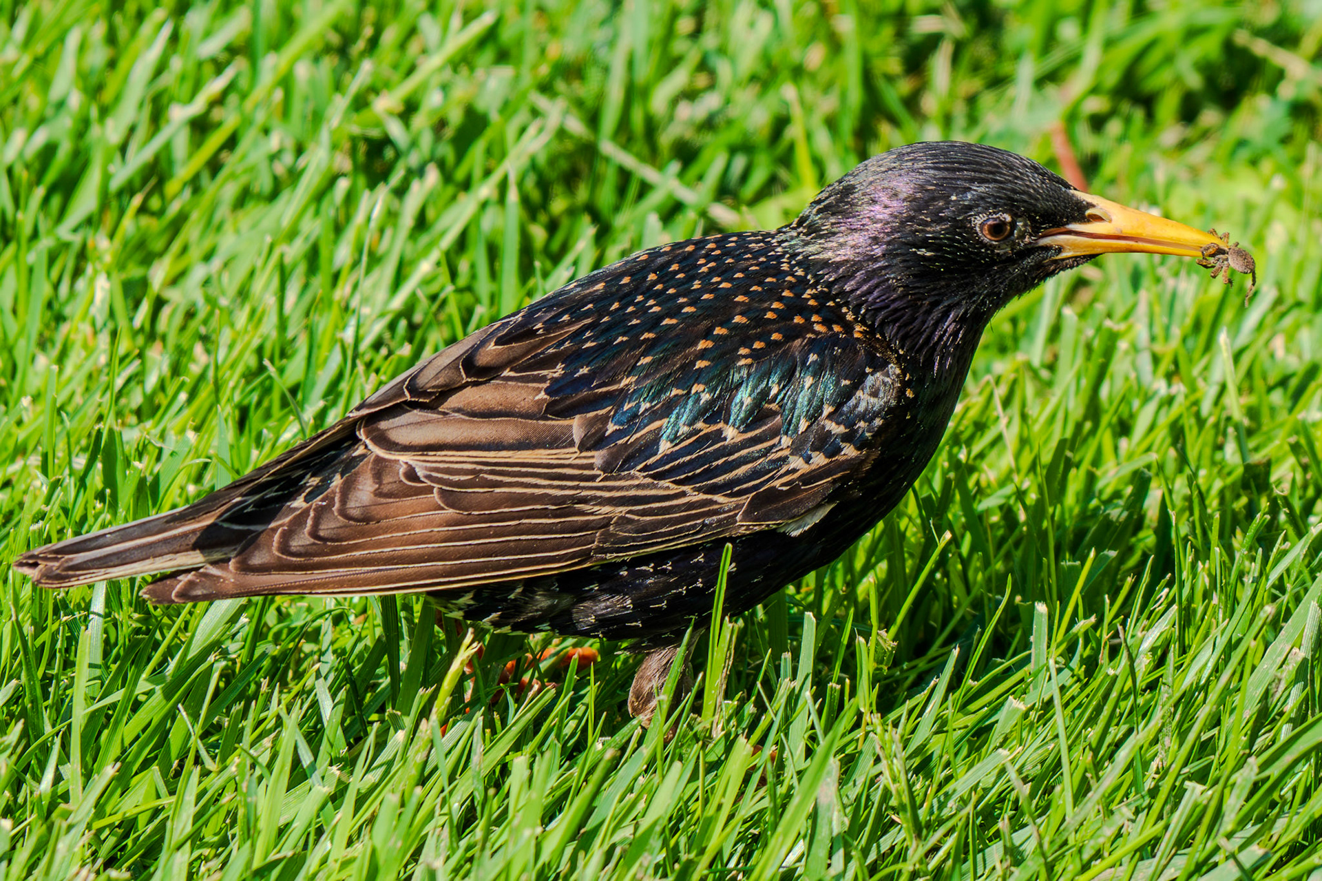 Starling eating a small spider