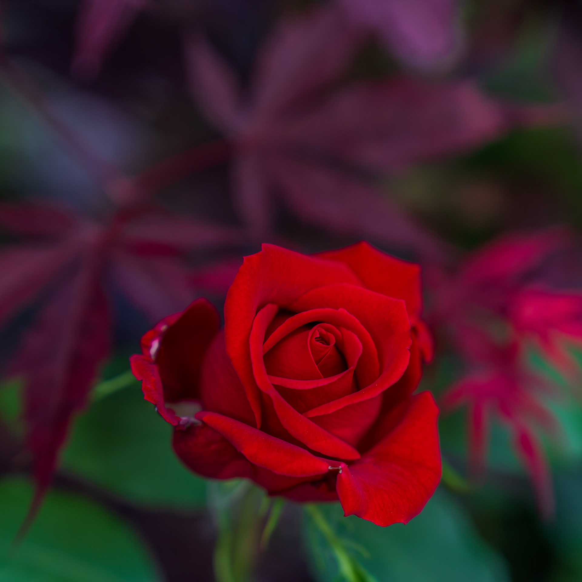 A rose for a cloudy day