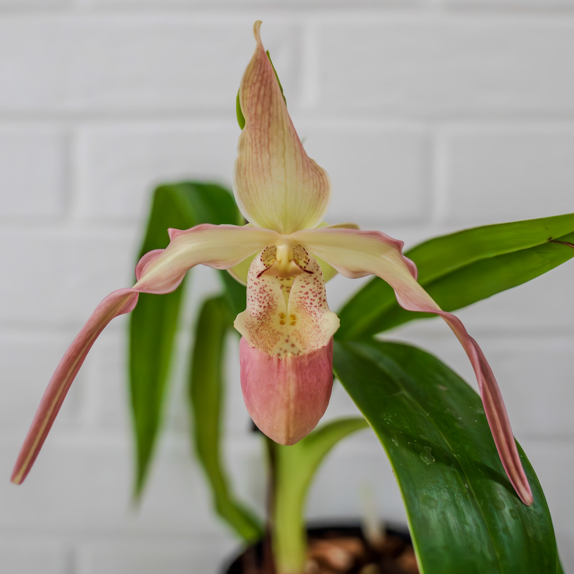 "Phrag. Peruflora's Spirit" from Birdman