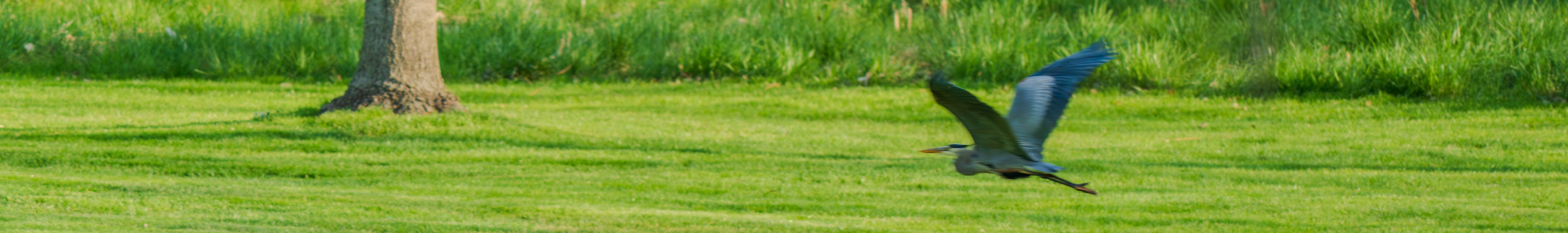 Great Blue Heron not coming at you