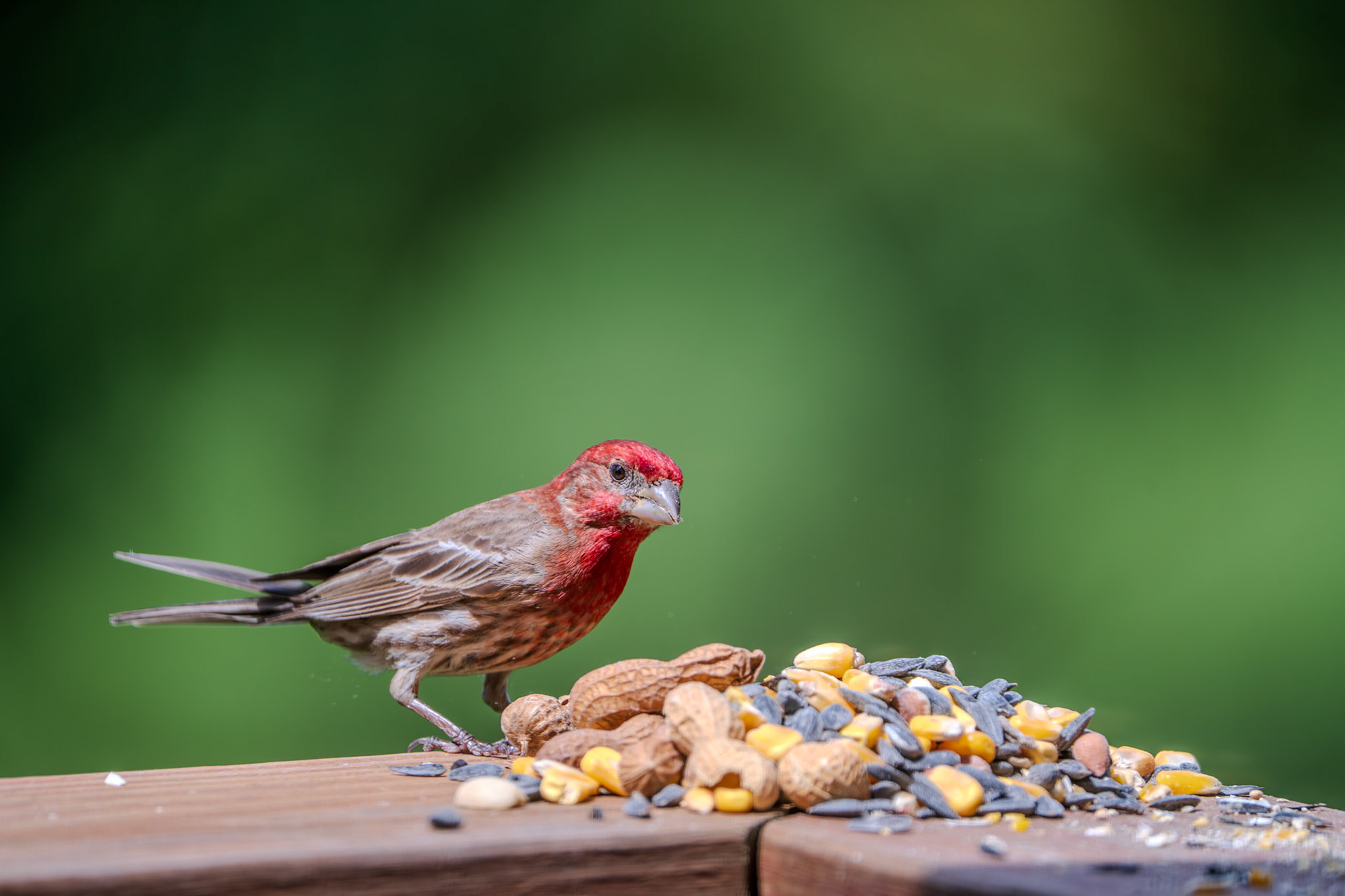 Hungry little finch