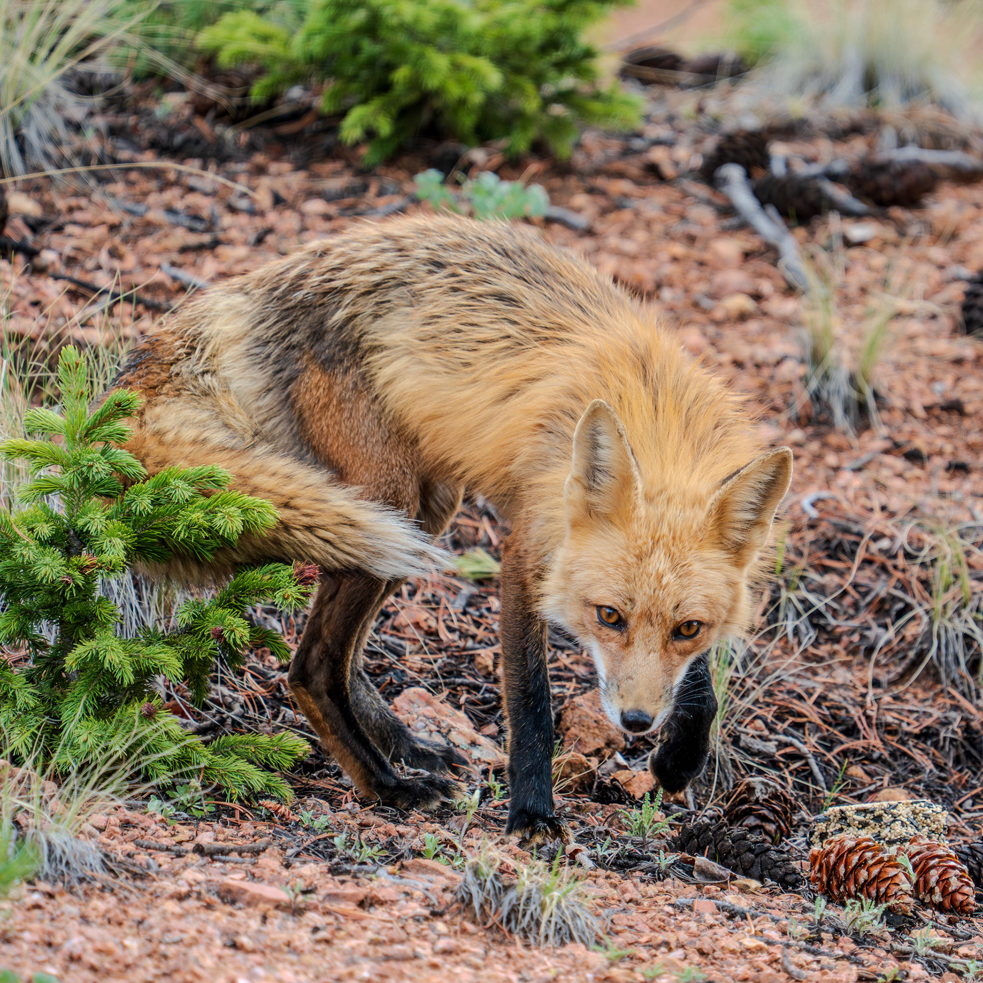 Clever fox