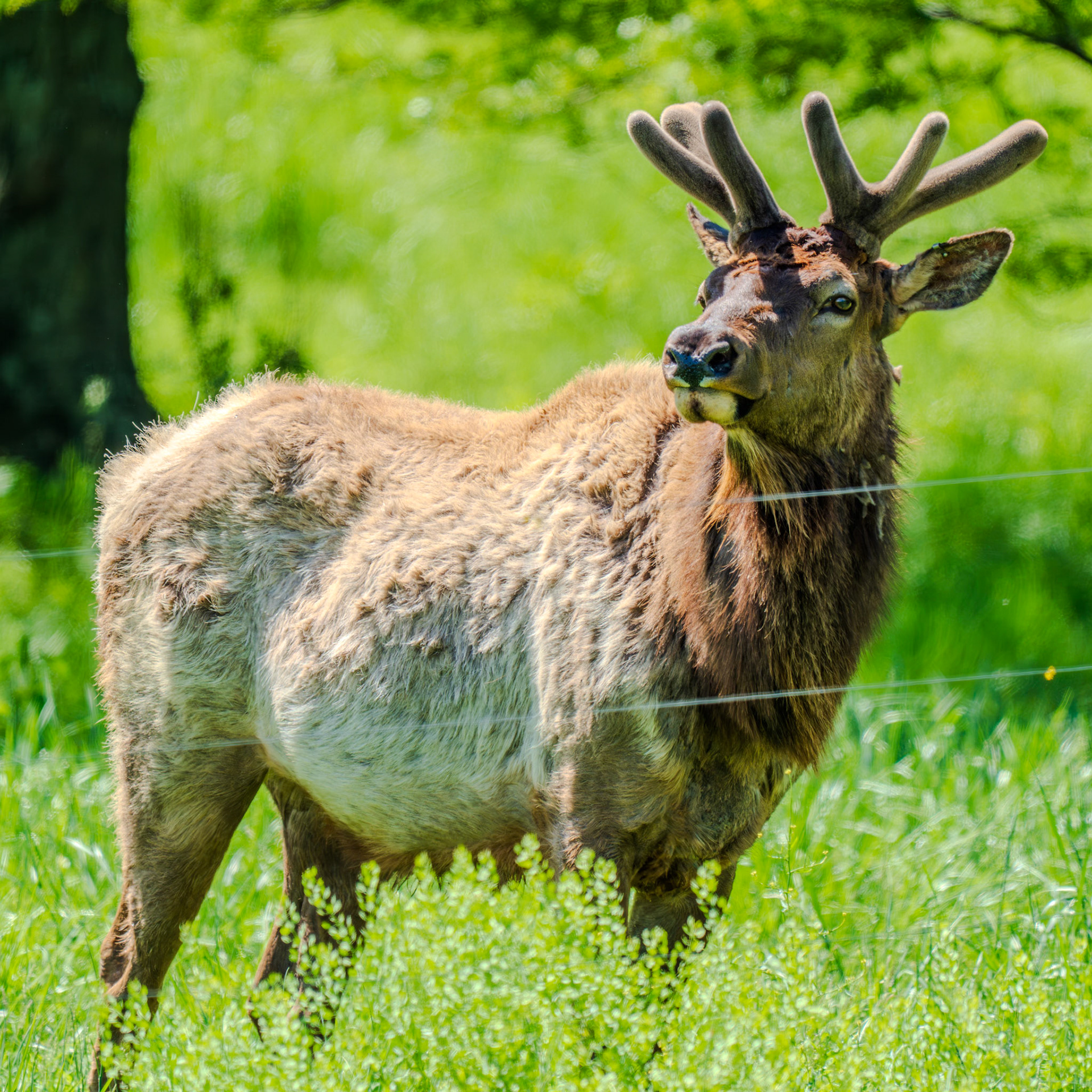 Bull Elk