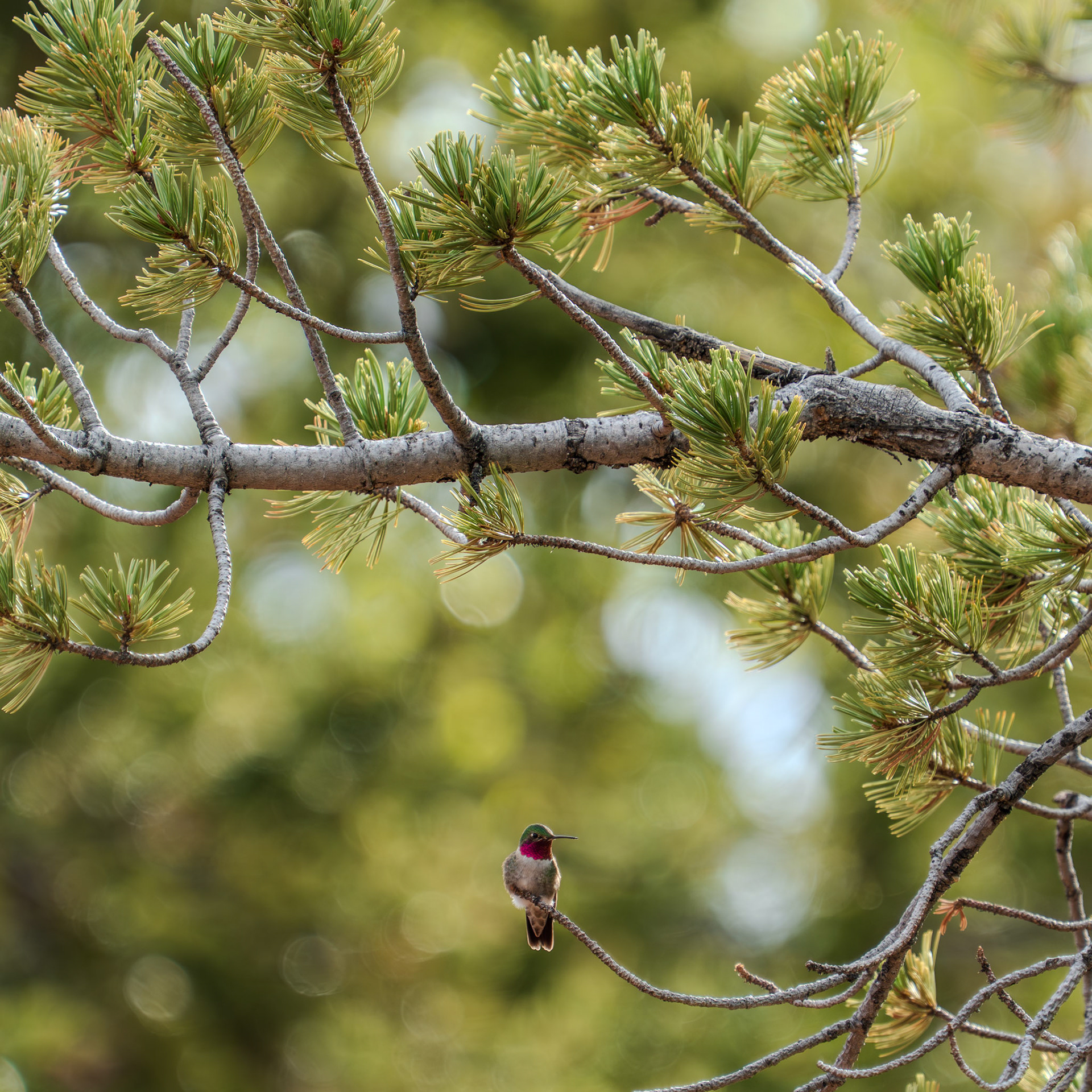 Hummingbird of the pines