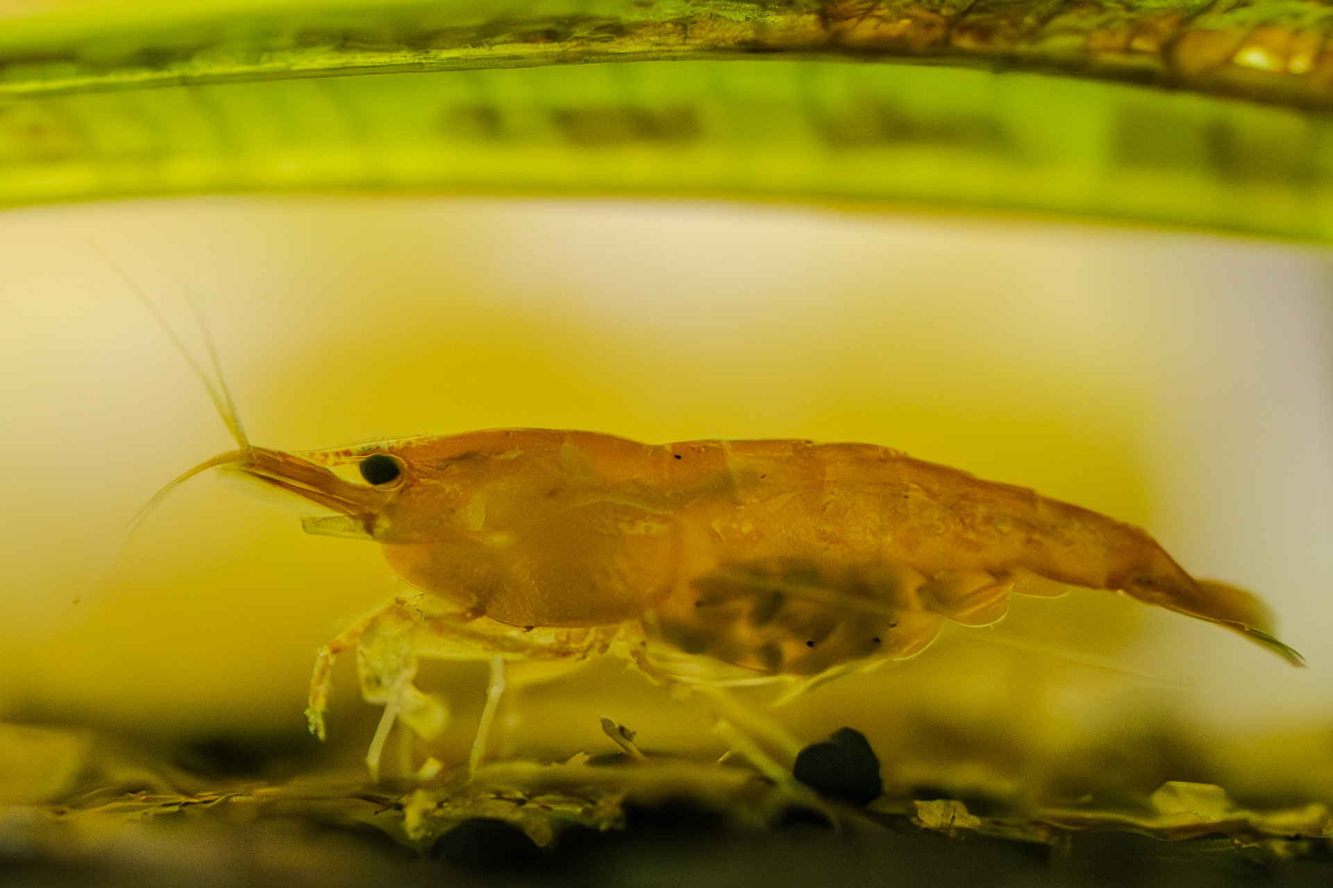 Mama shrimp closeup