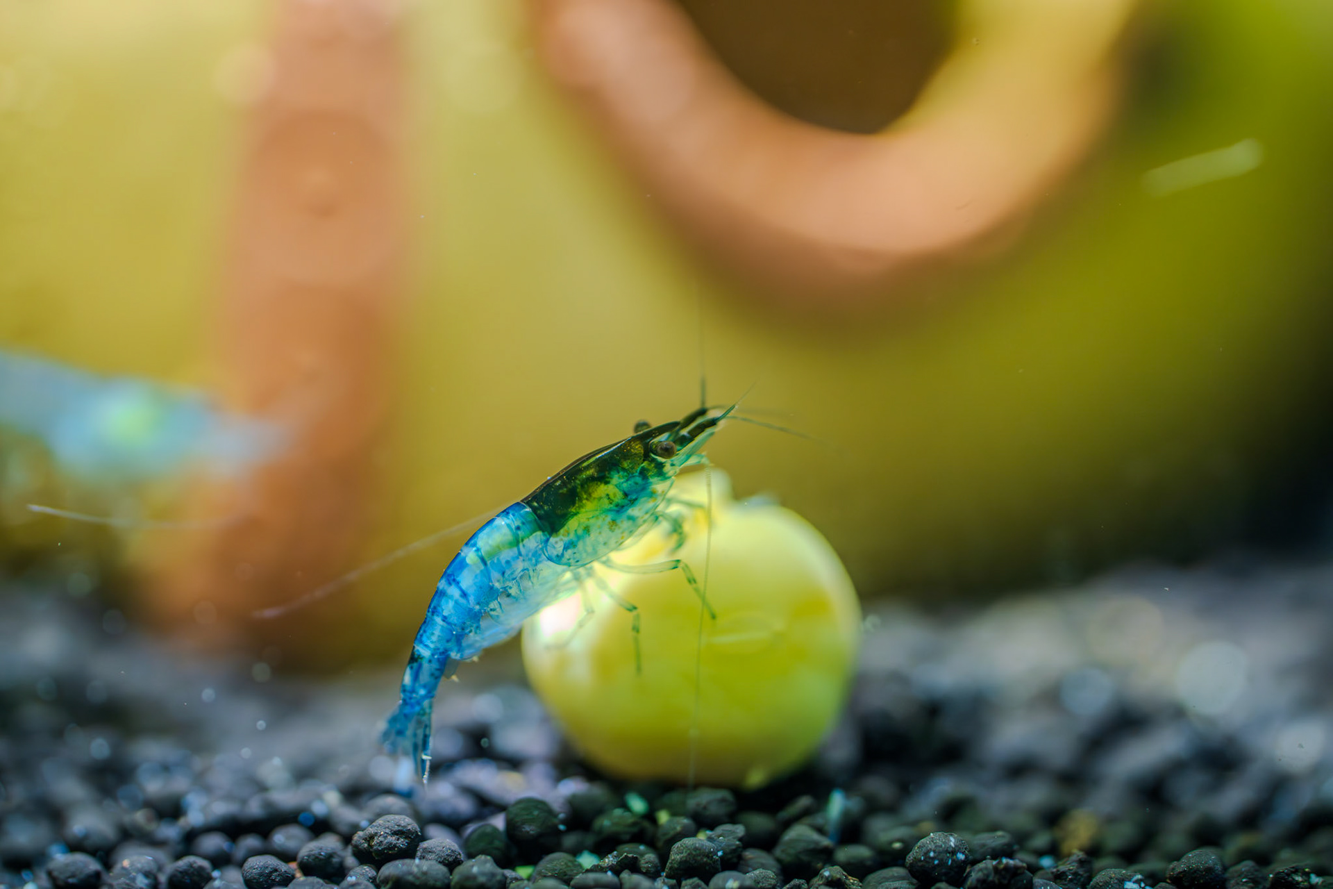 Shrimp closeup