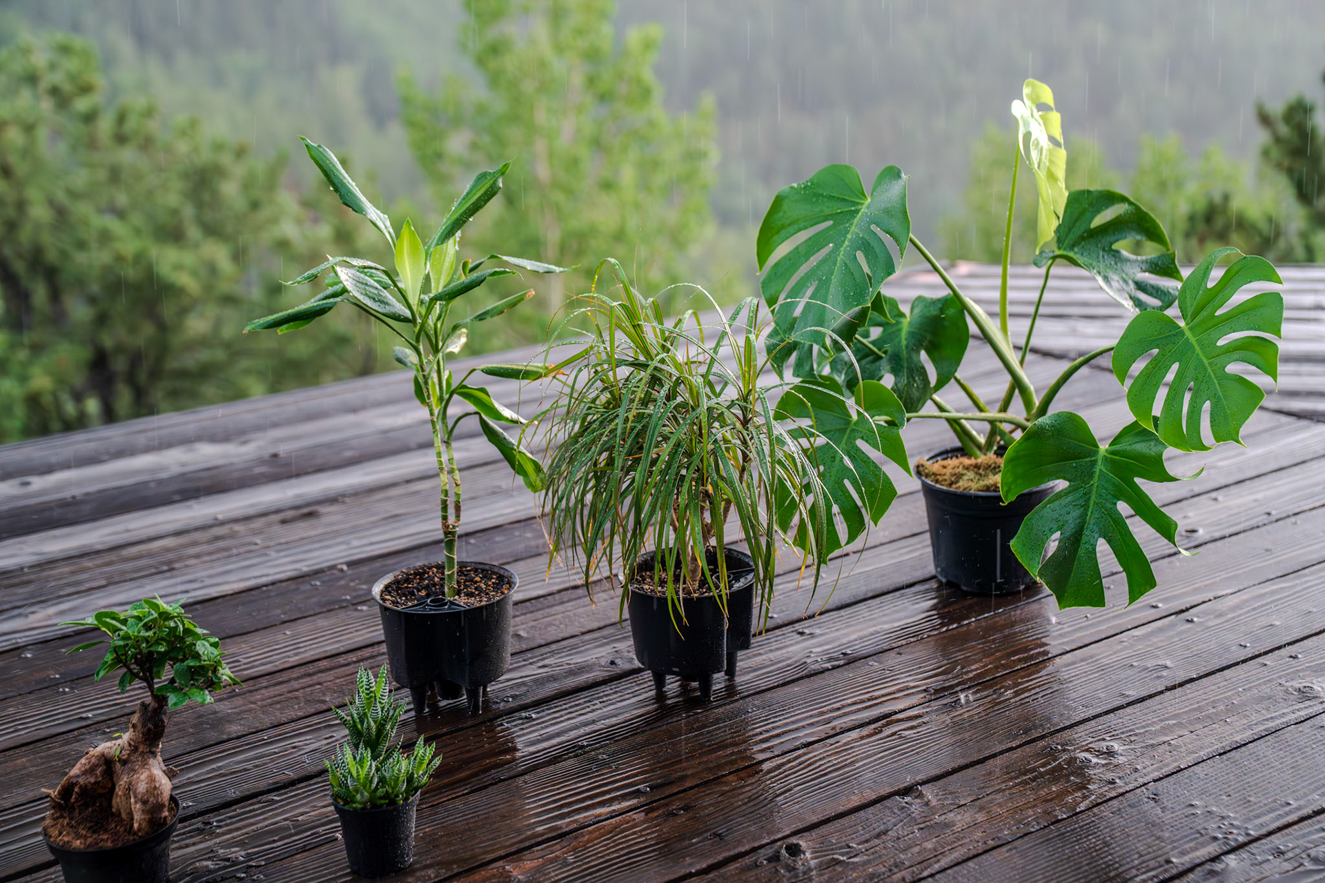 Houseplants enjoying the rain