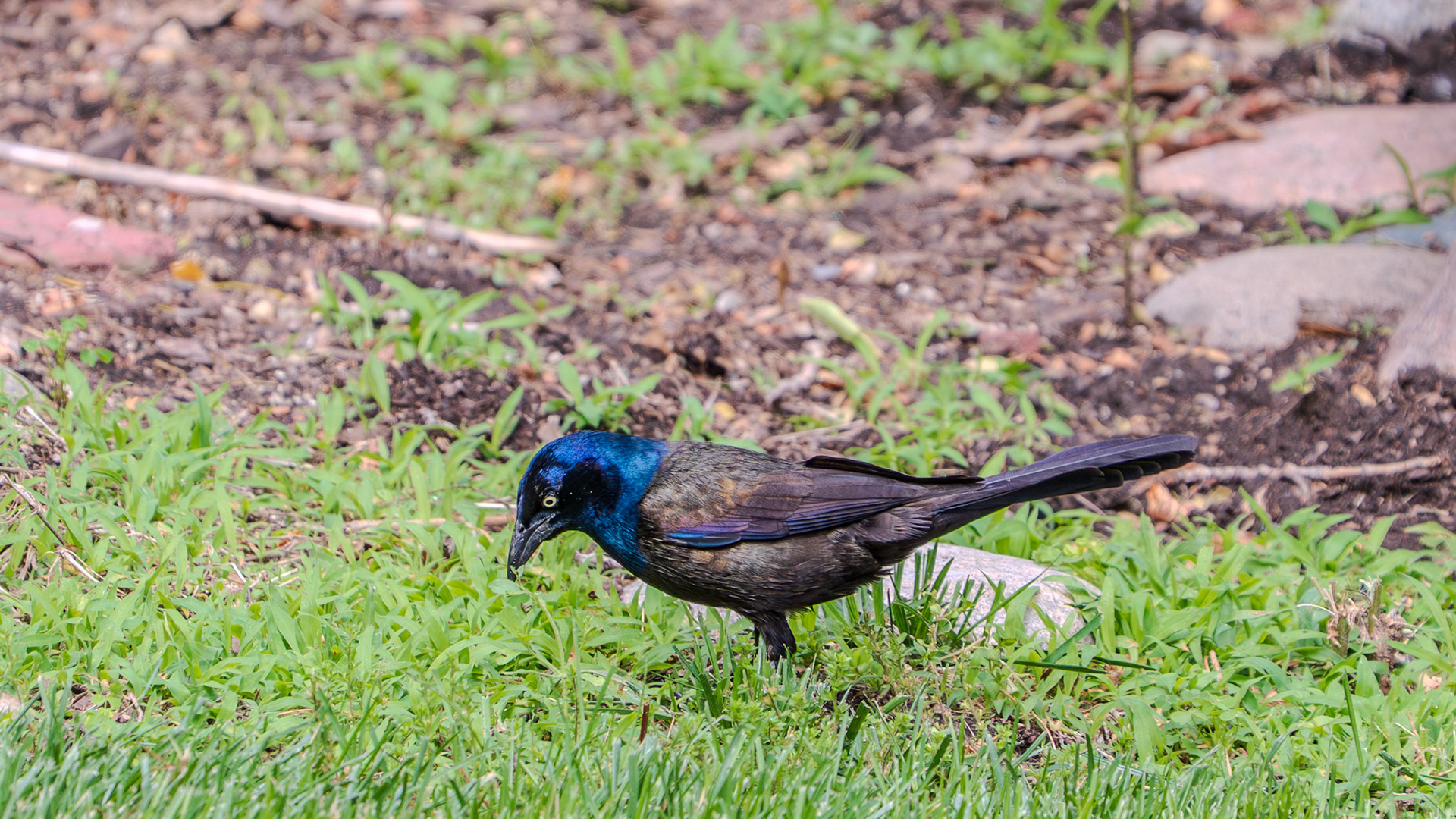 Scavenging grackle