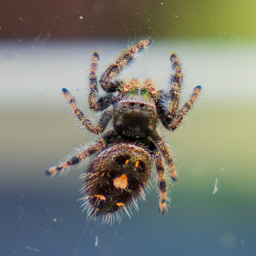 Fuzzy friendly spider