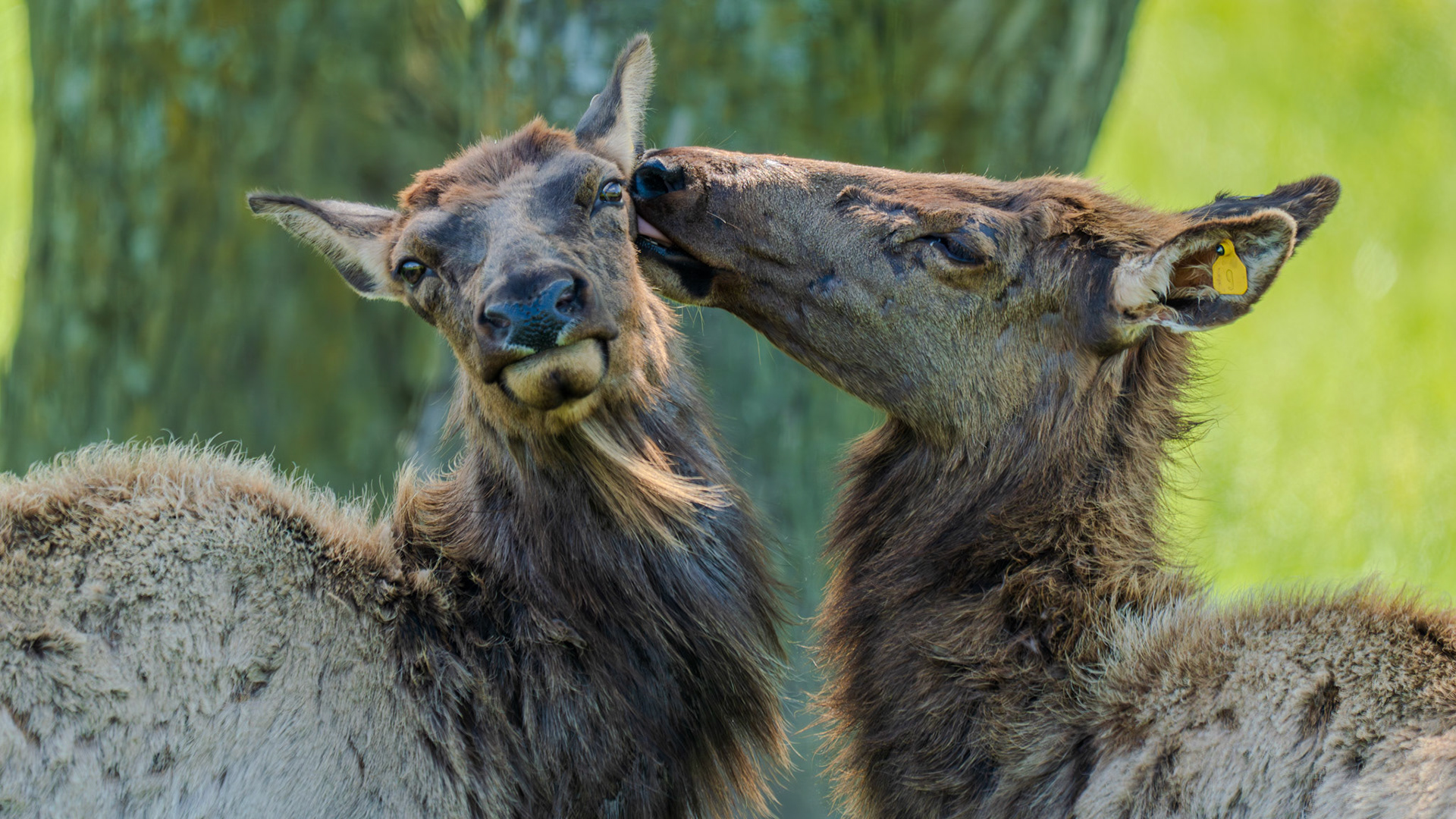 Mama elk cleaning young