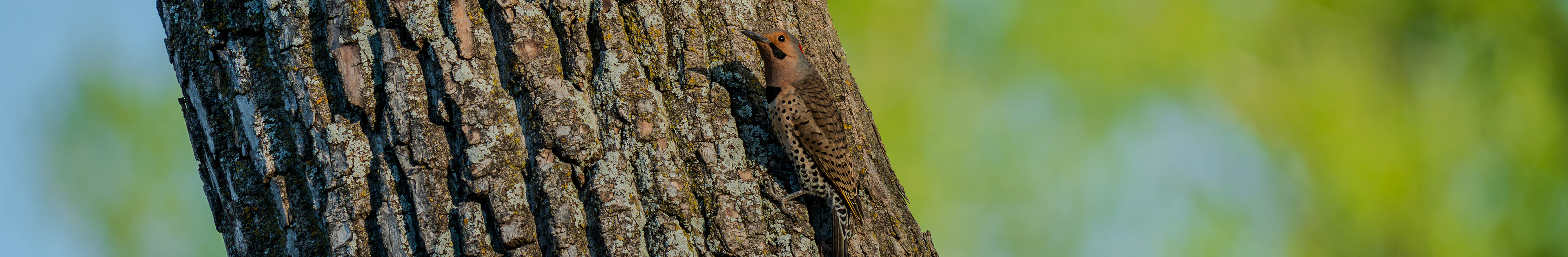 Northern Flicker