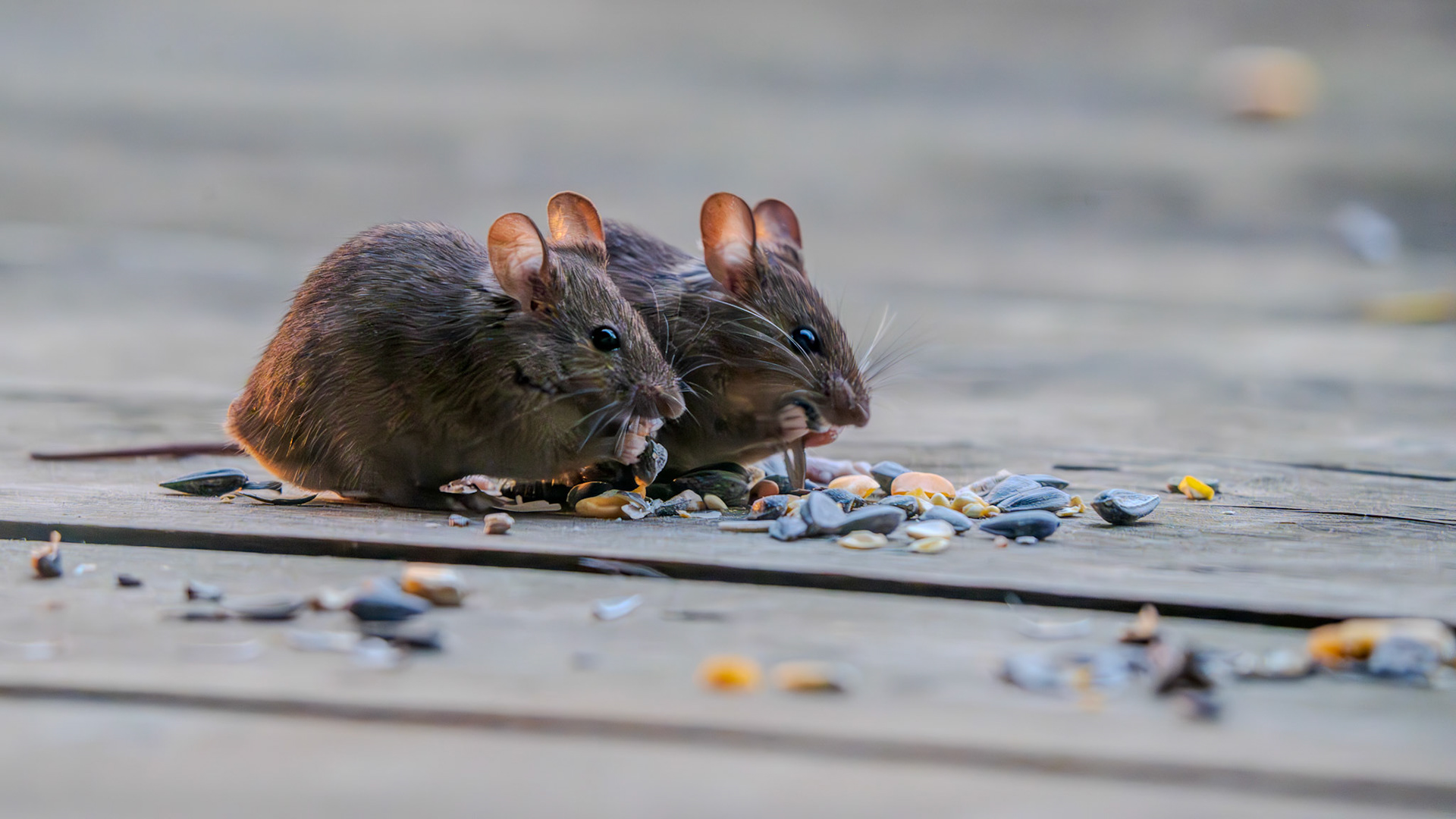 The mice that live on our deck