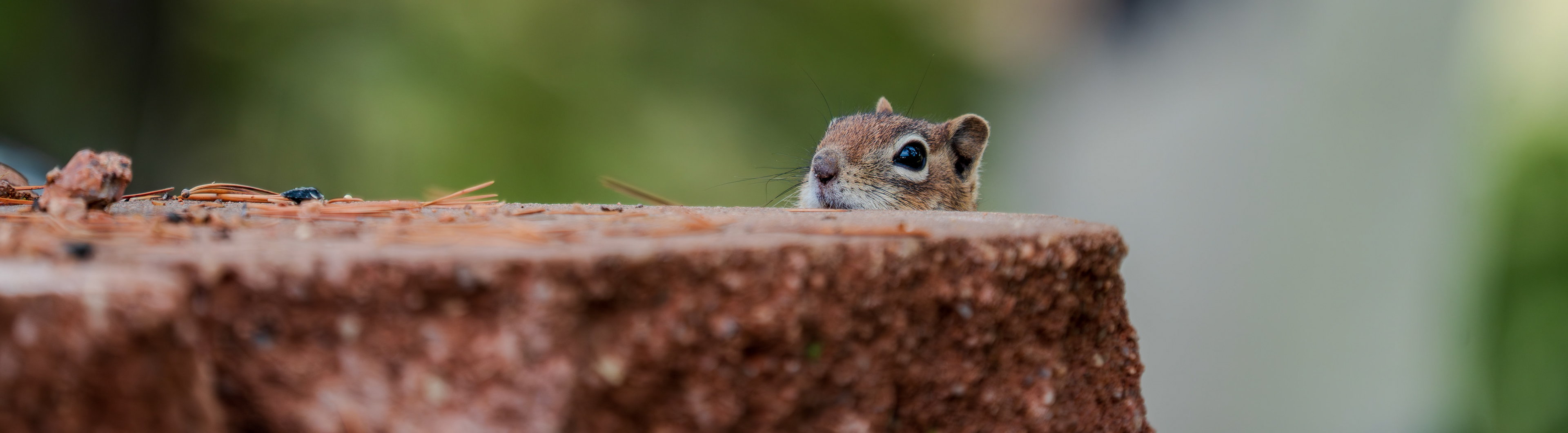 Cautious mama chipmunk