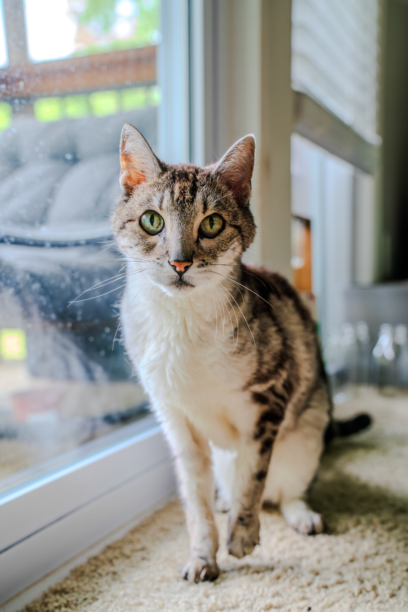 Albert the housecat