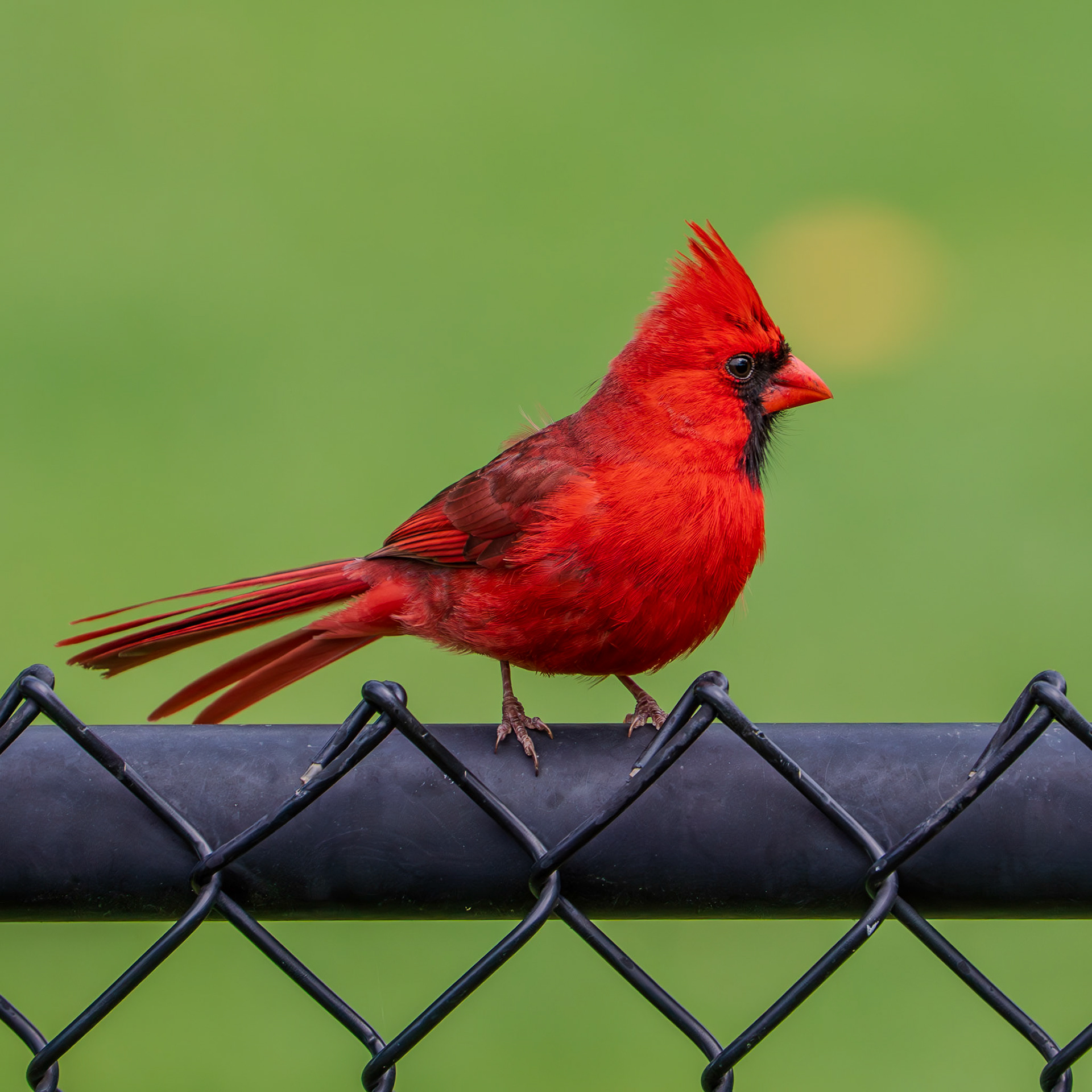 Cardinal