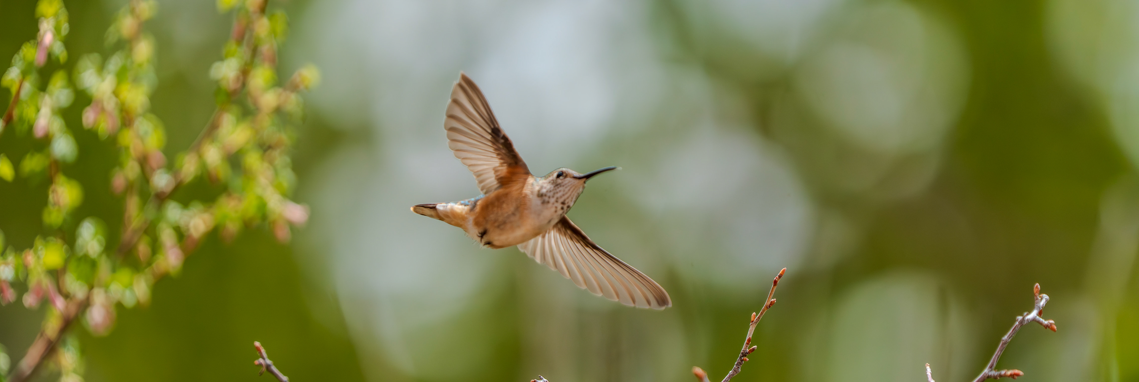 Hummingbird