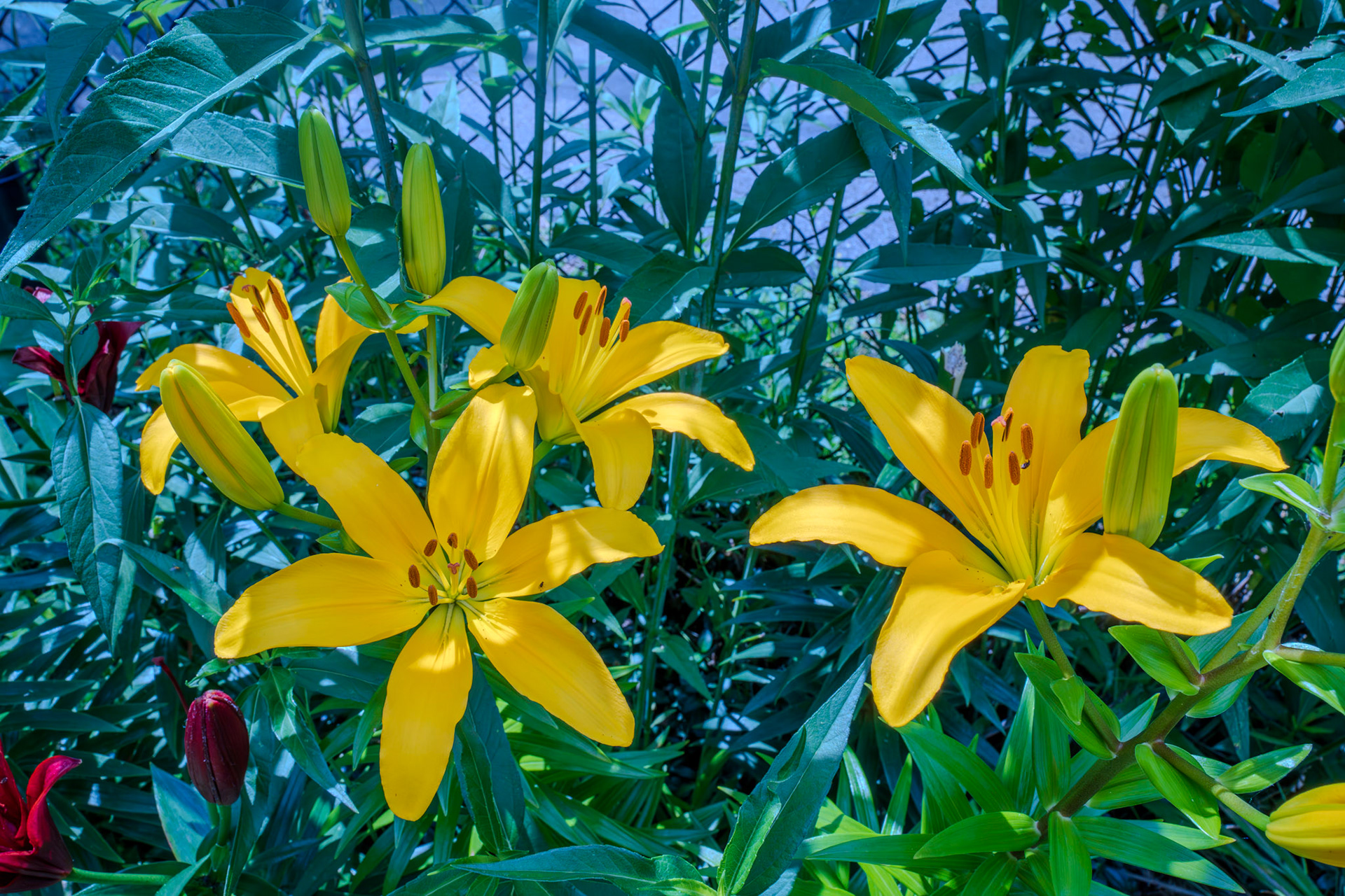 Yellow lilly