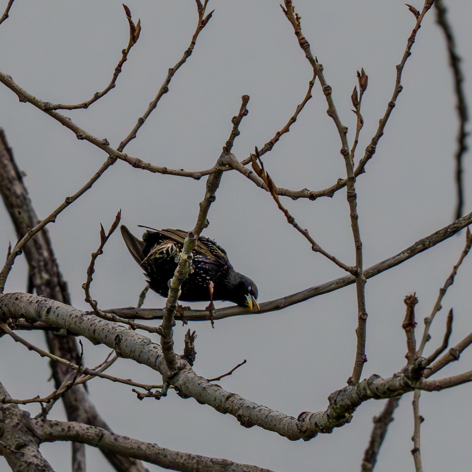 lol he's scratching his head