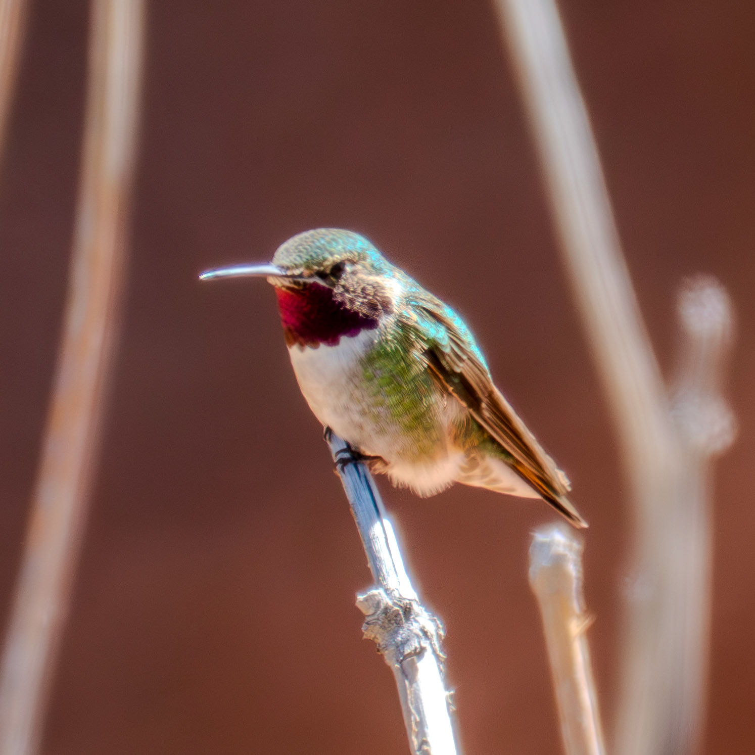 Small mountain hummingbird