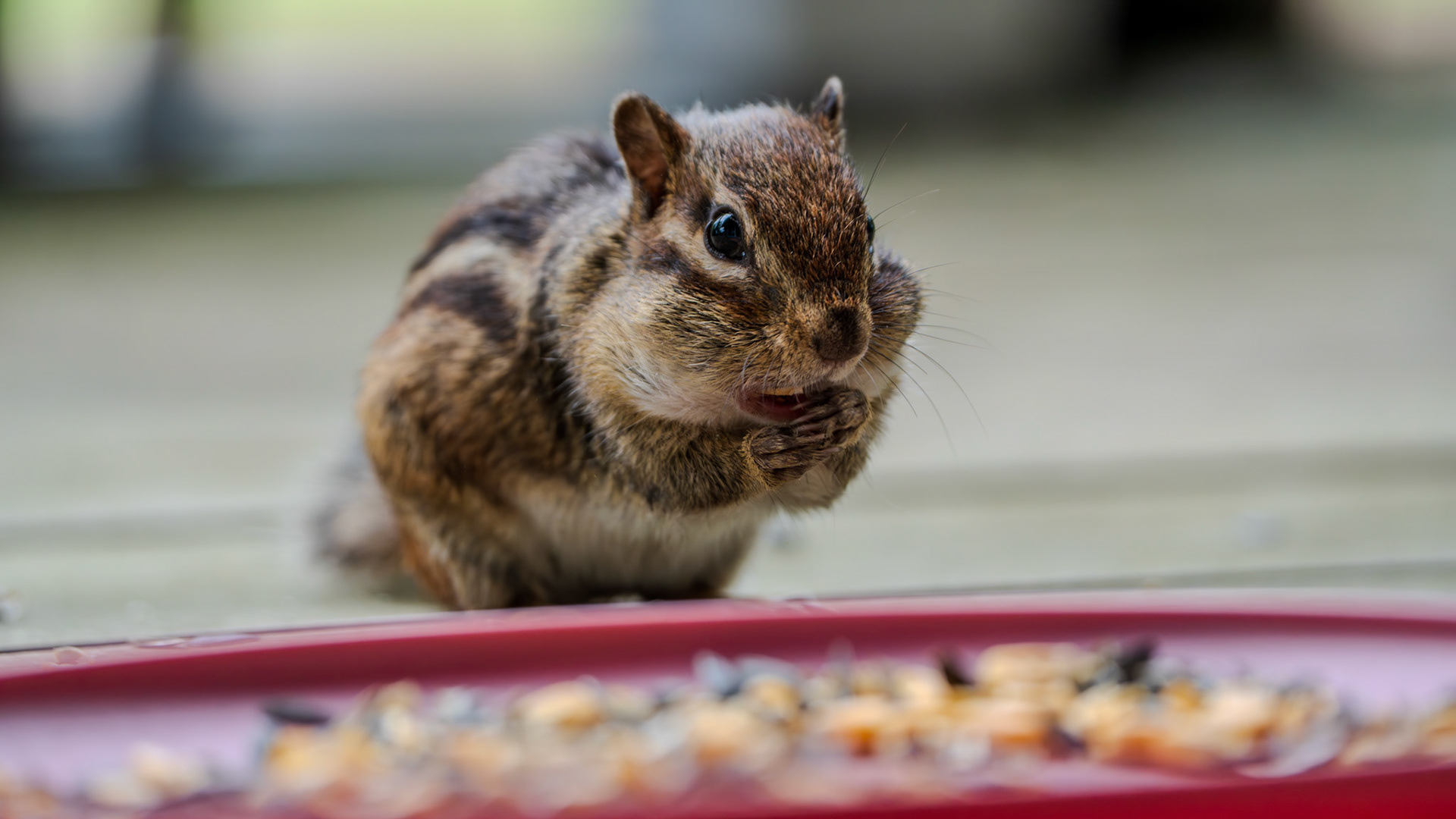 With a cheek full of seeds