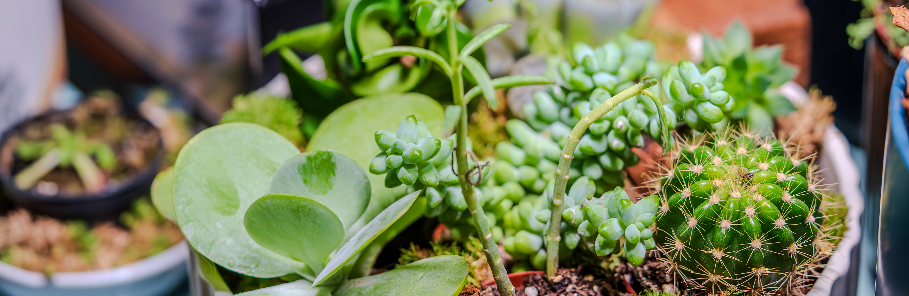 Succulent mix