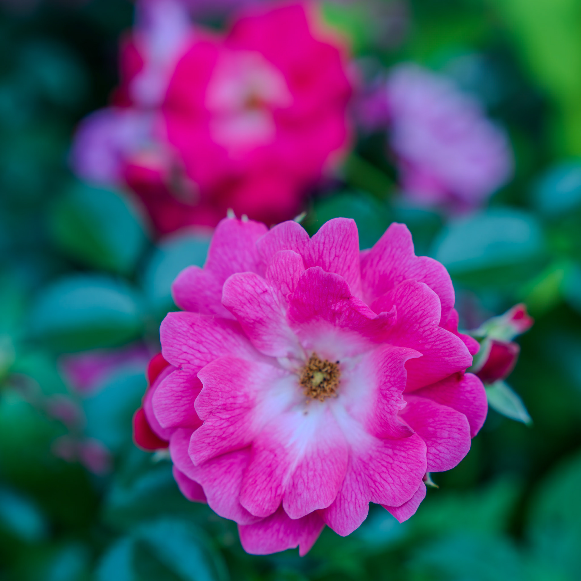 Pillar rose