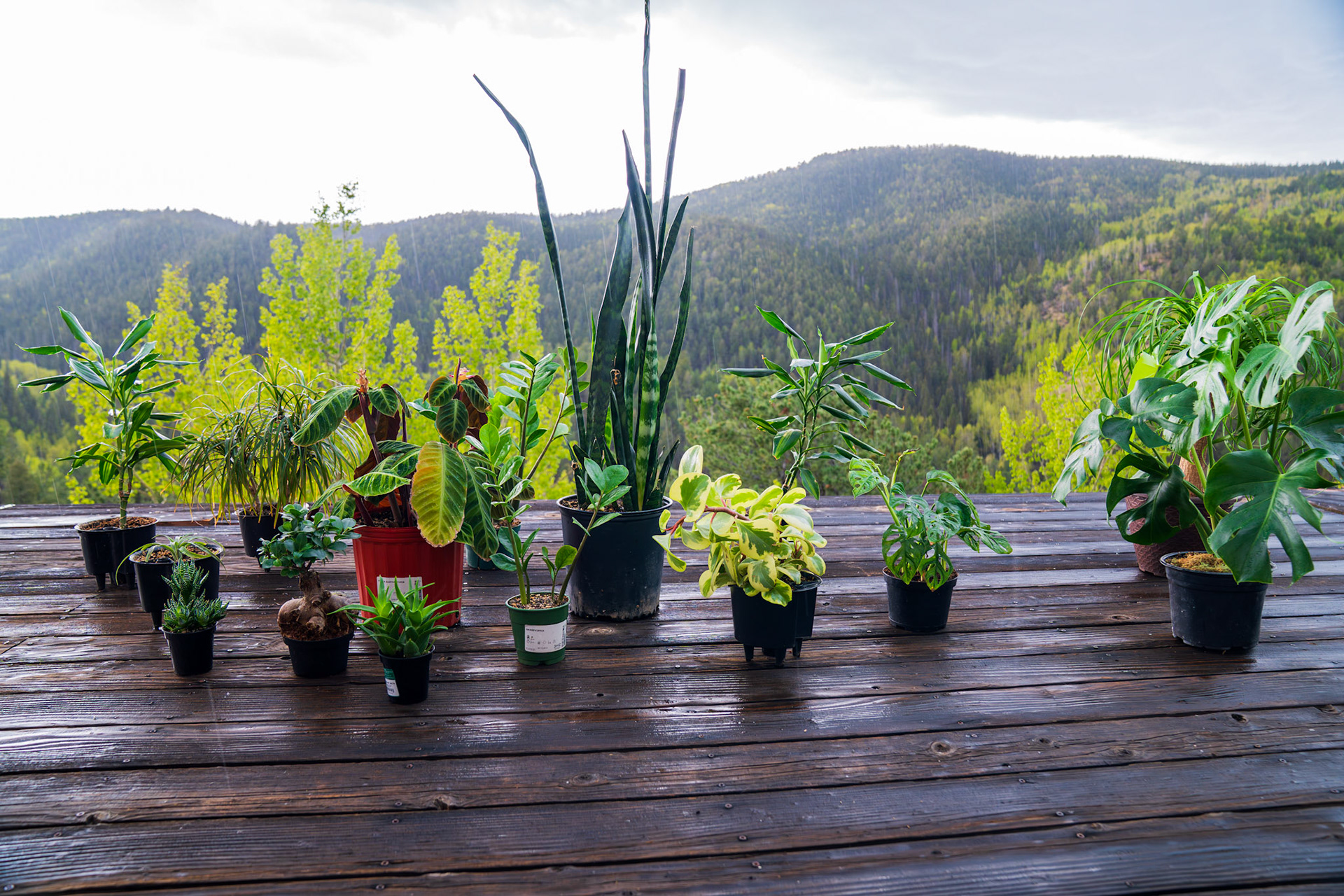 Houseplants enjoying the rain