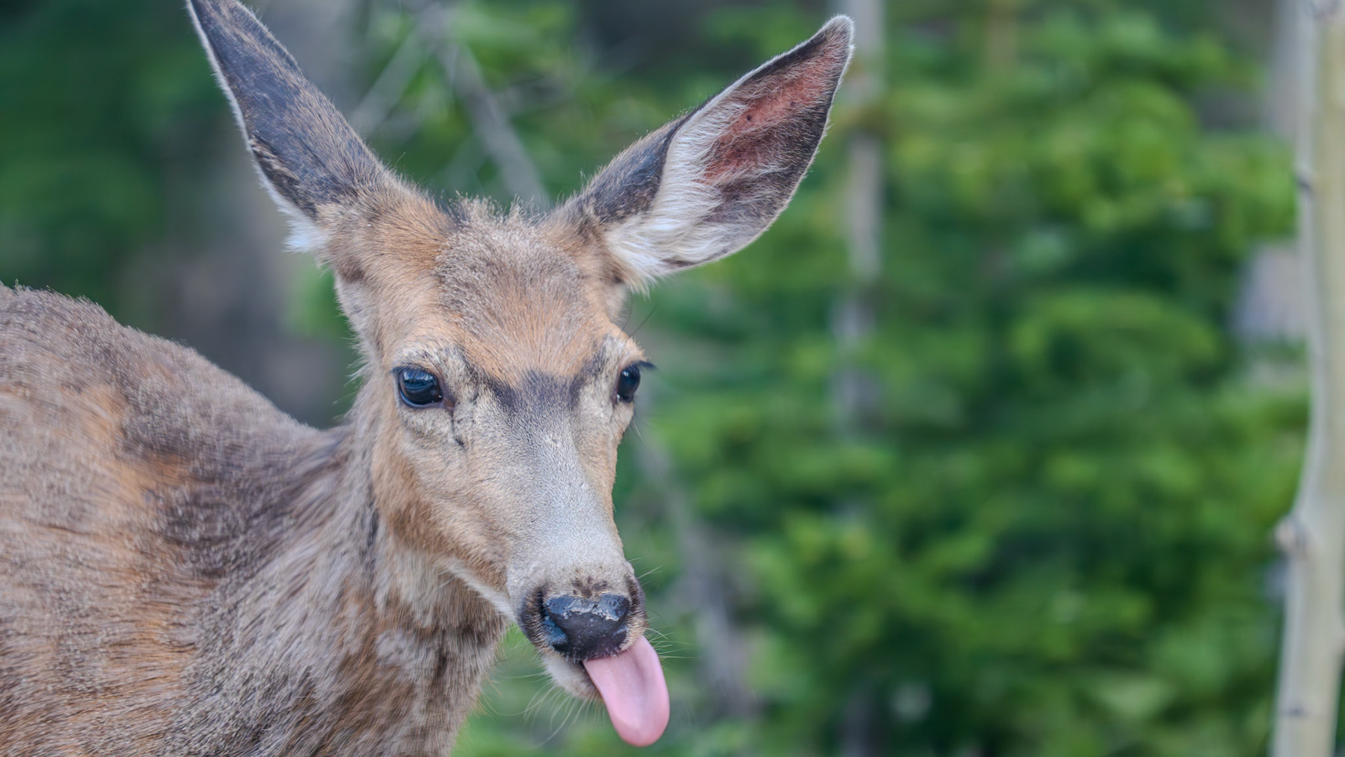 Silly mule deer