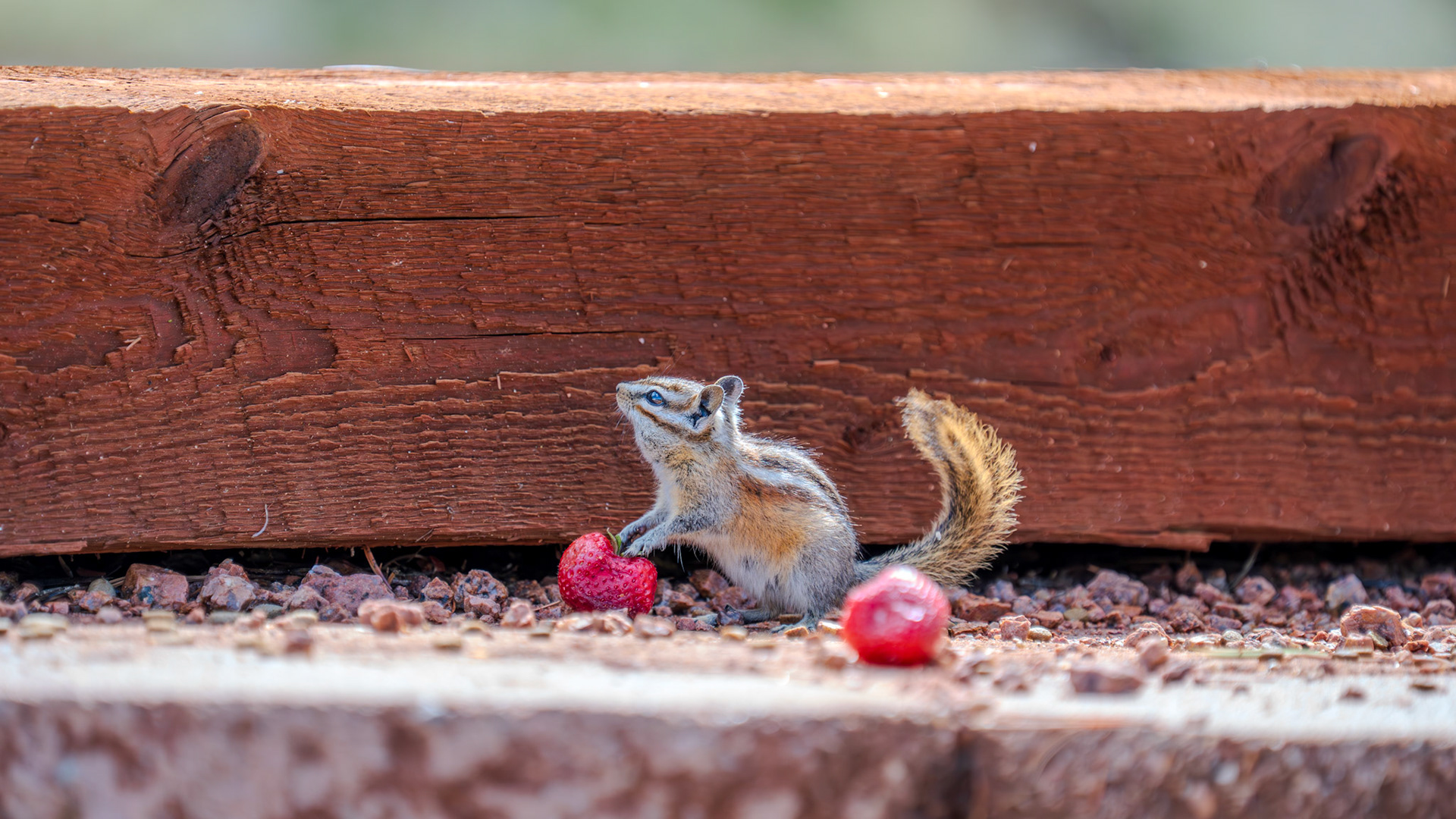 Hungry baby chipmunk