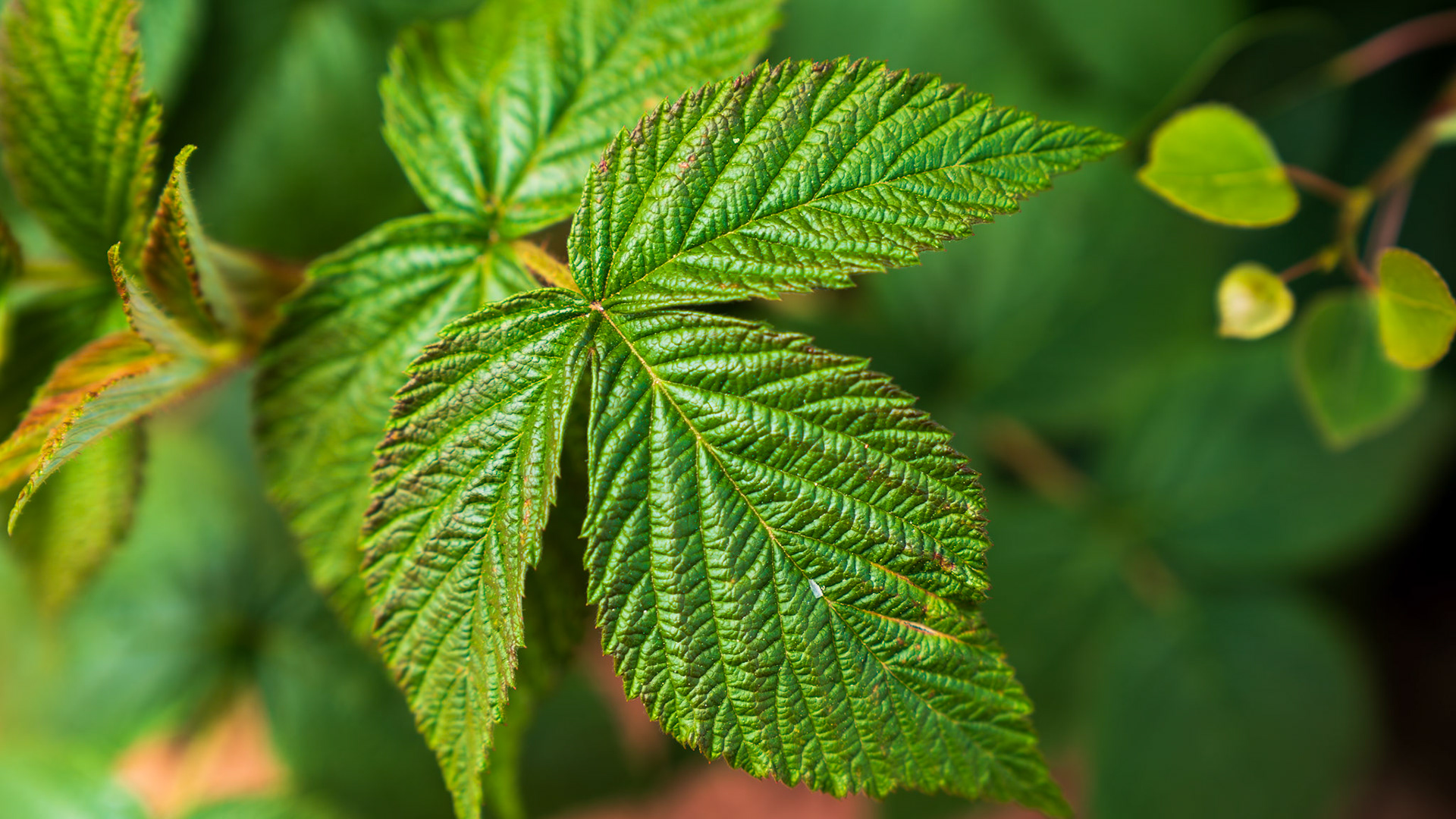 Mountain raspberry leaf