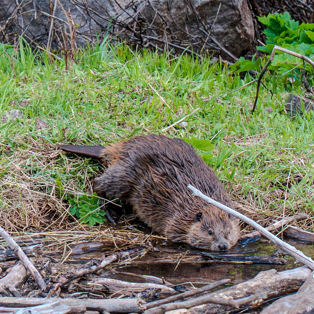 Hungry beaver