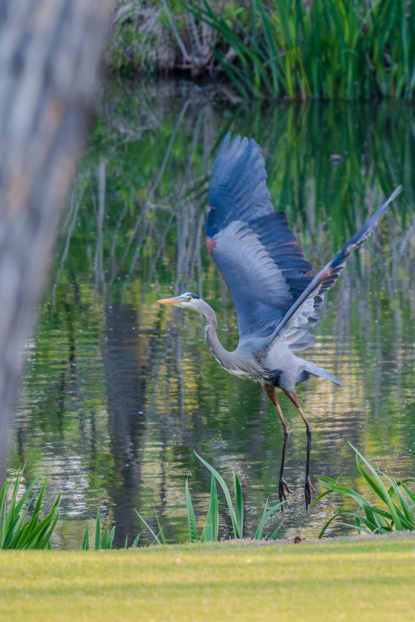 Great Blue Heron