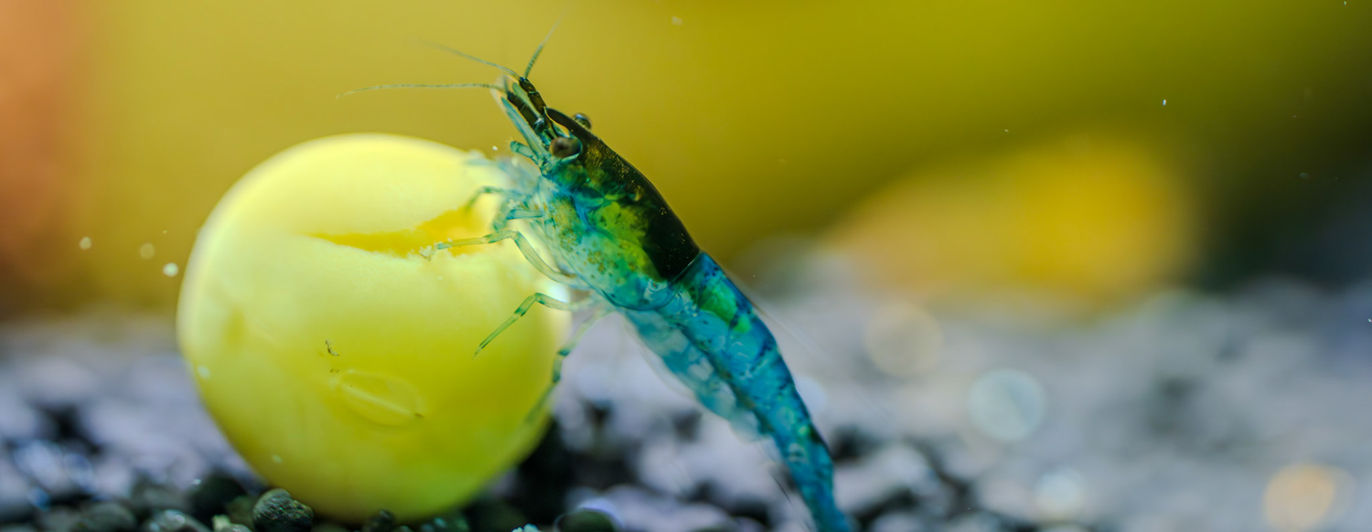 Shrimp closeup
