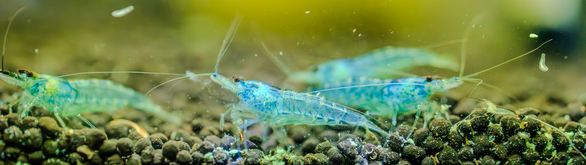 Shrimp closeup