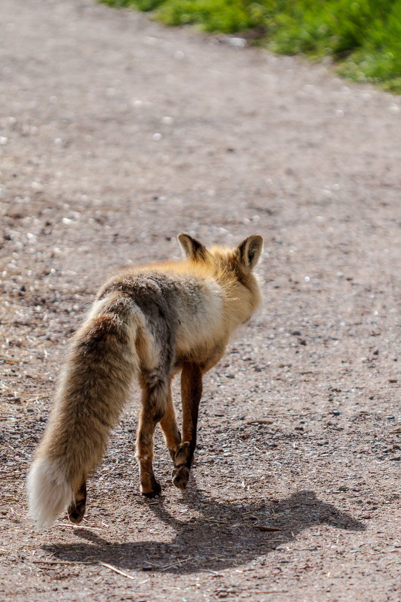 Fox on a walk