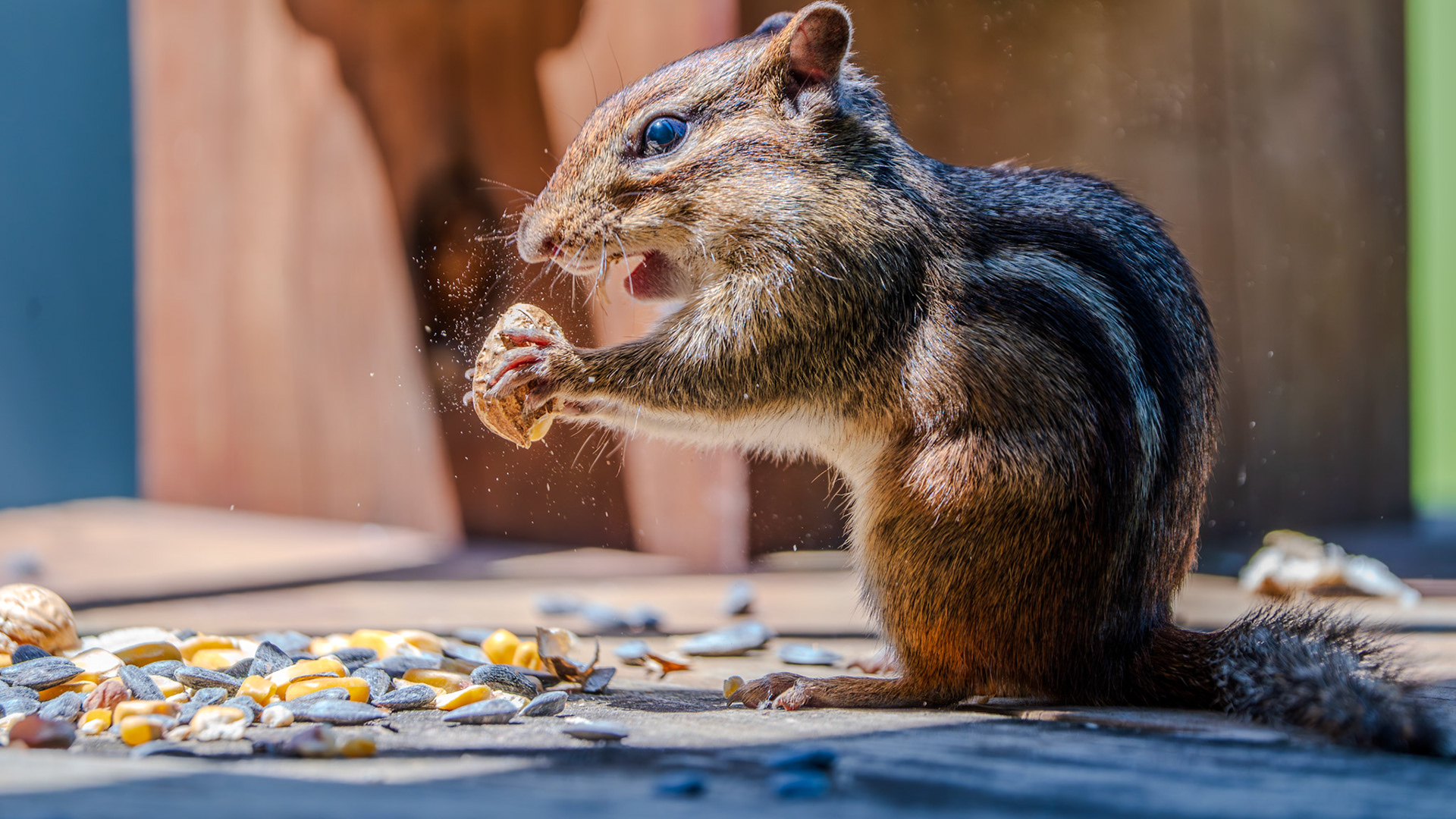 Hungry chipmunk