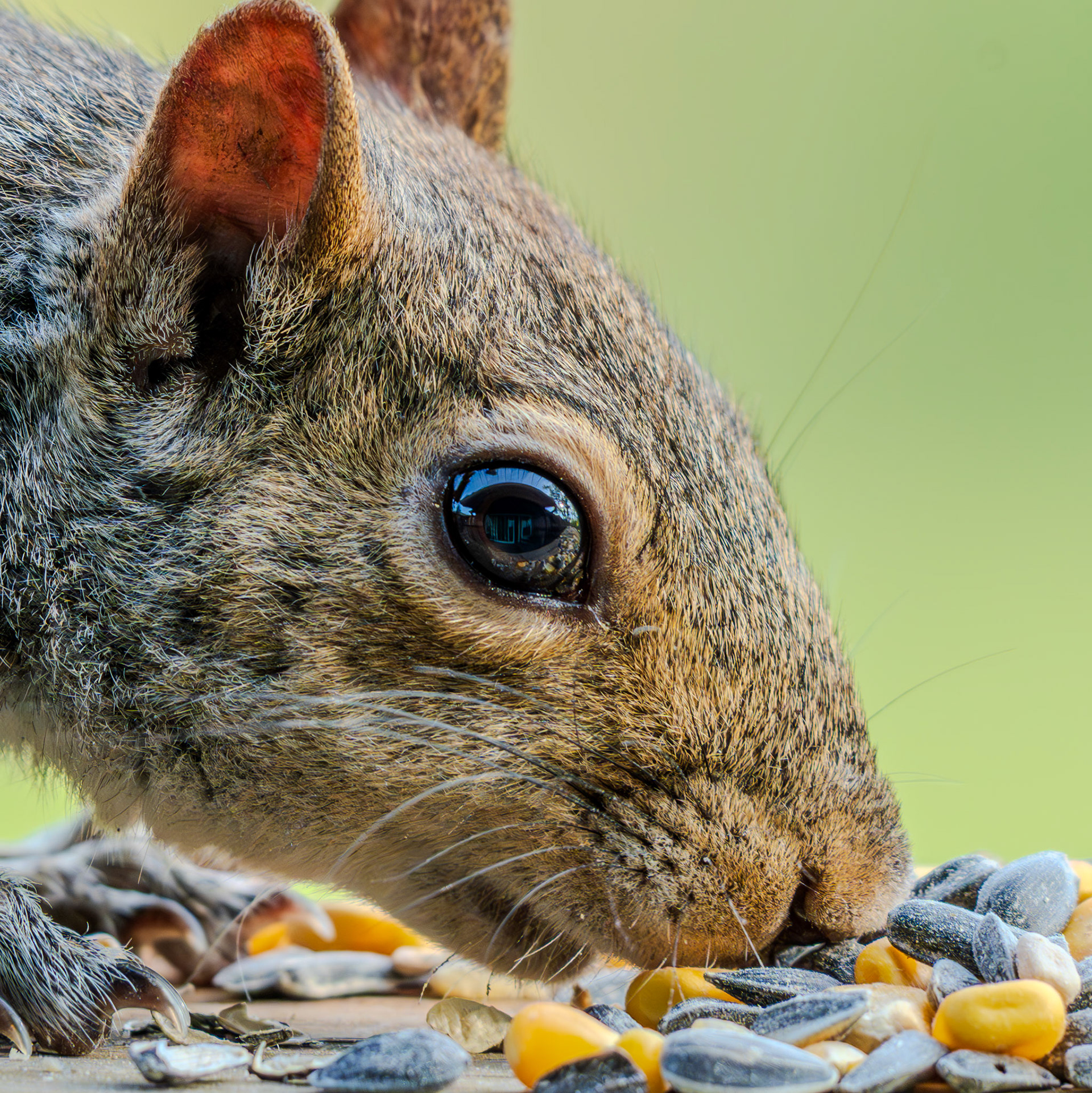 Squirrel